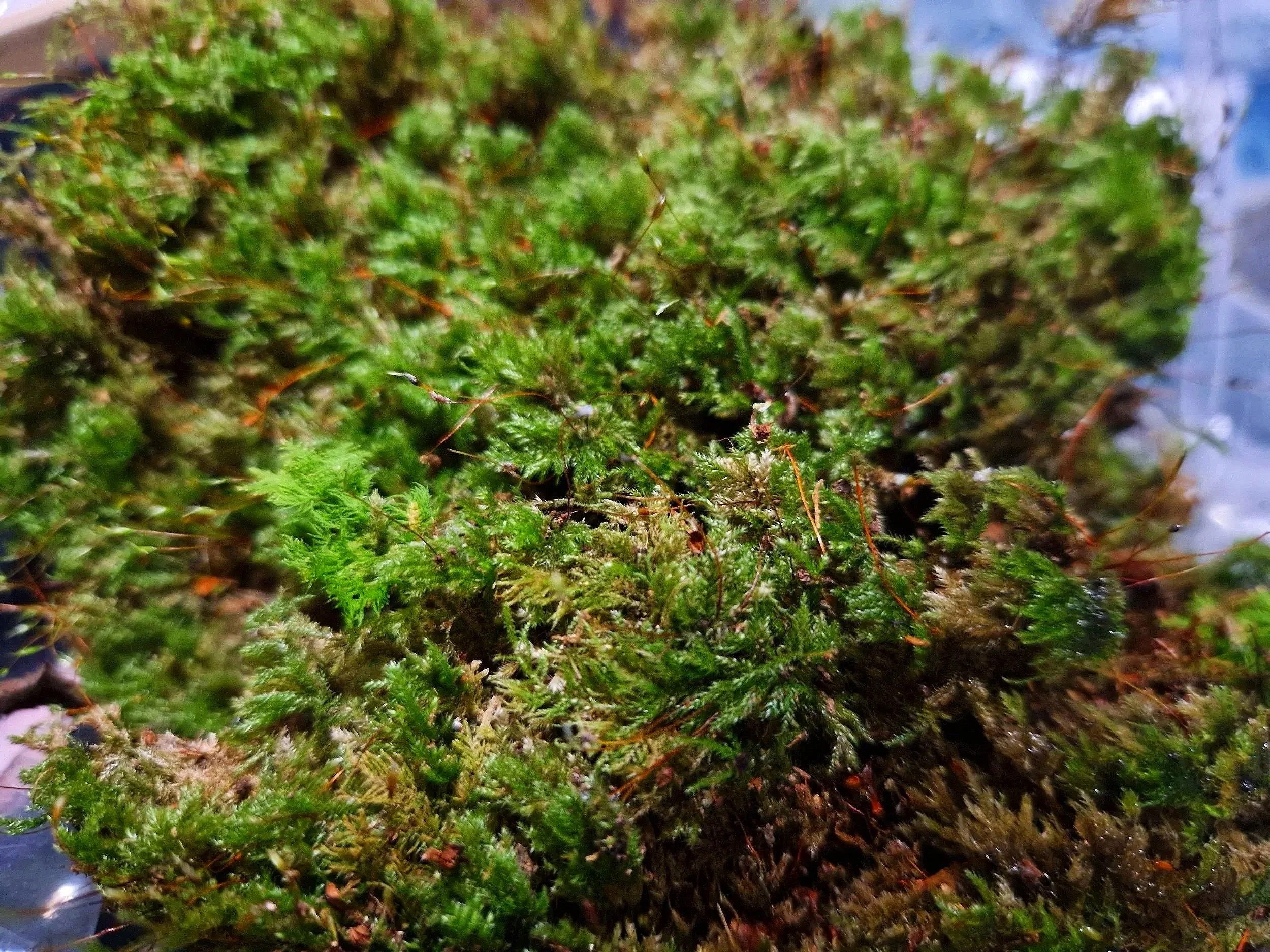 Fresh live moss for isopods