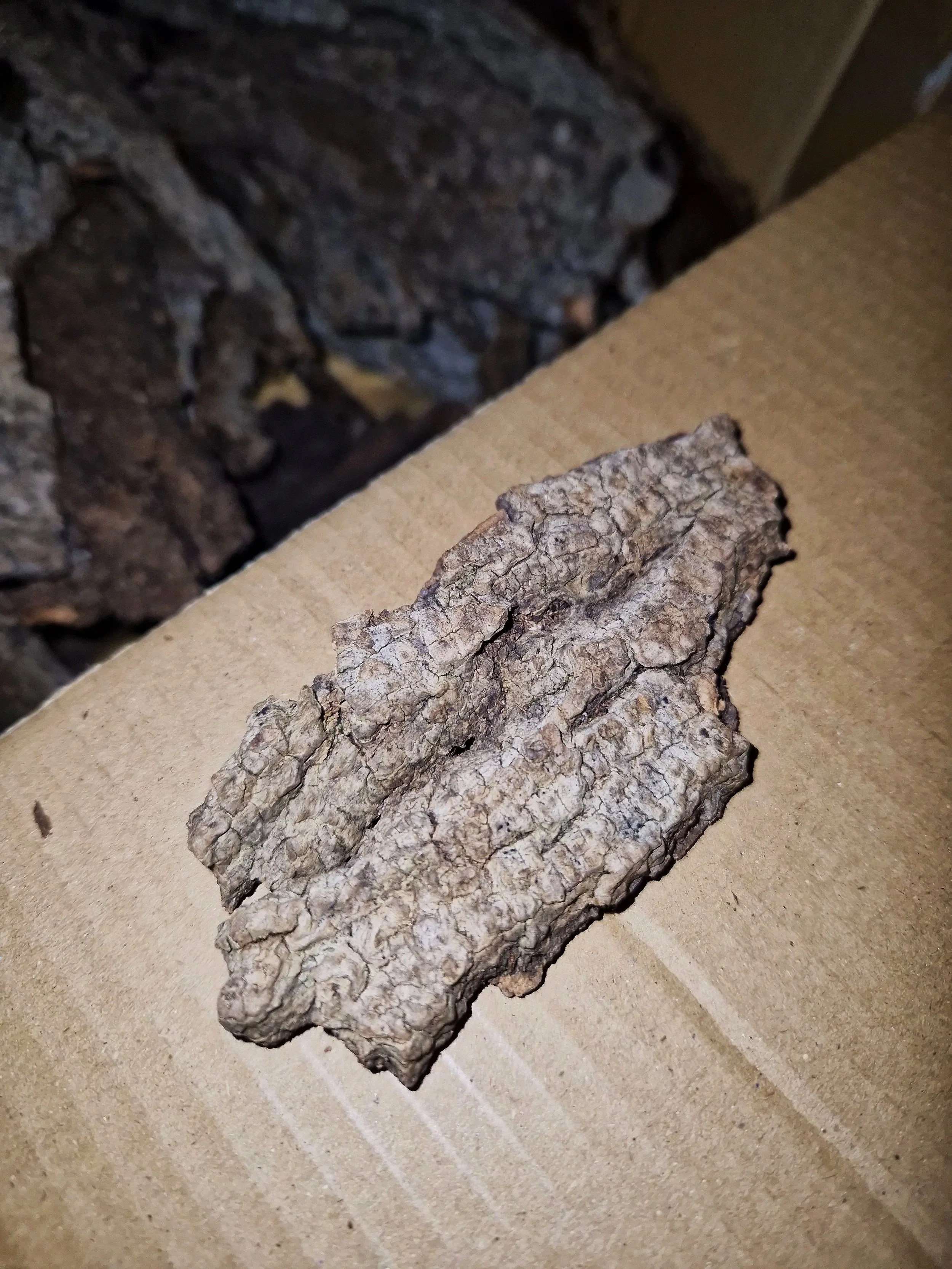 Natural flat cork bark pieces for isopods and other invertebrates
