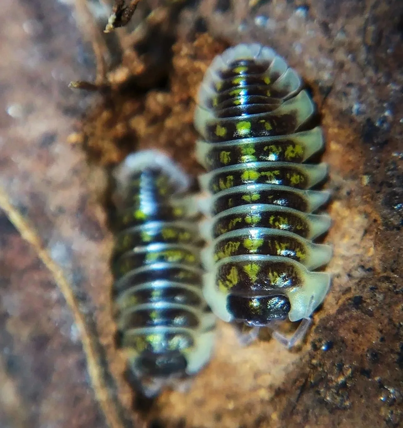 armadillidium ruffoi bright isopods cheap uk isopod seller high quality