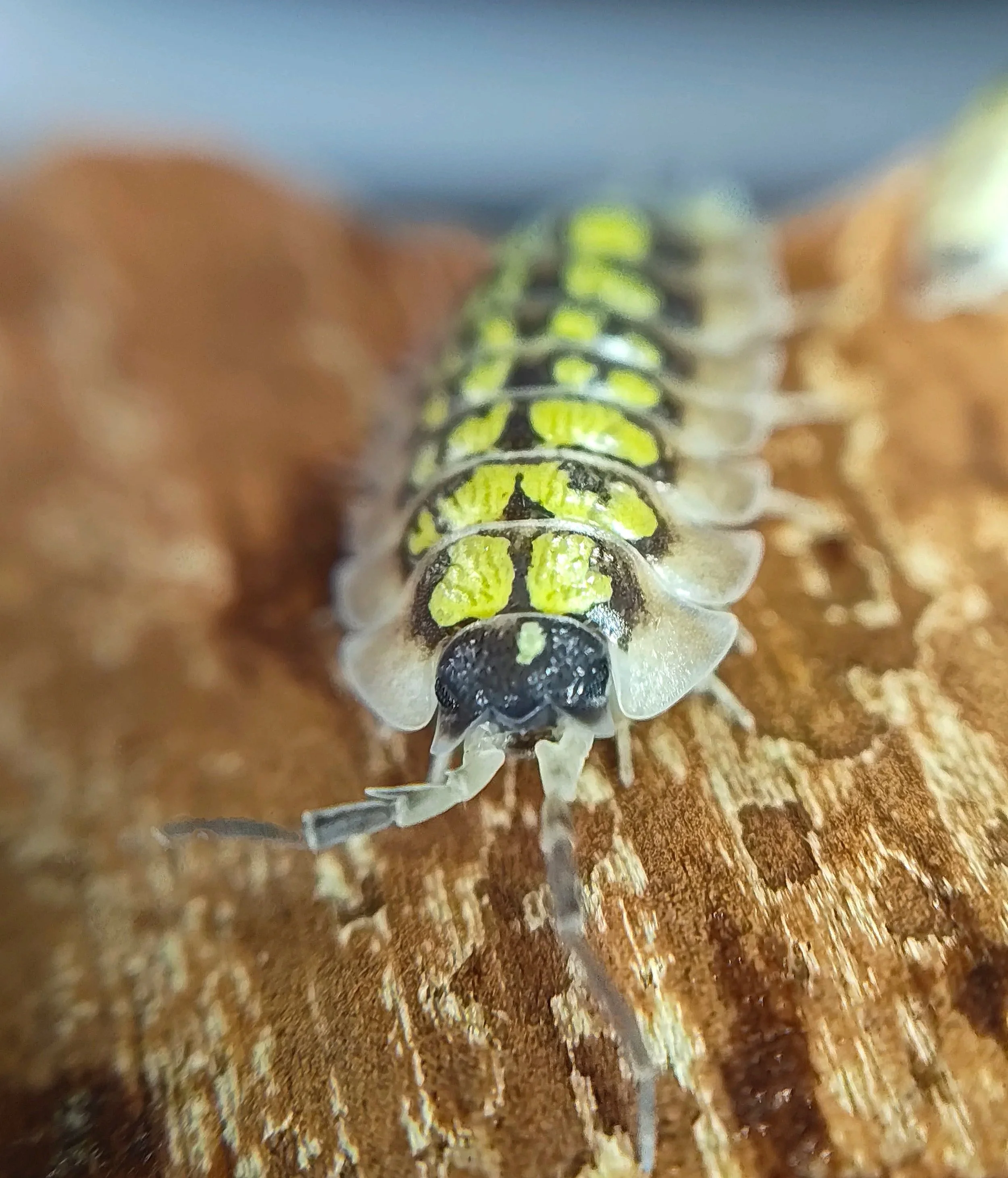 porcellio tortonesei isopods for sale uk