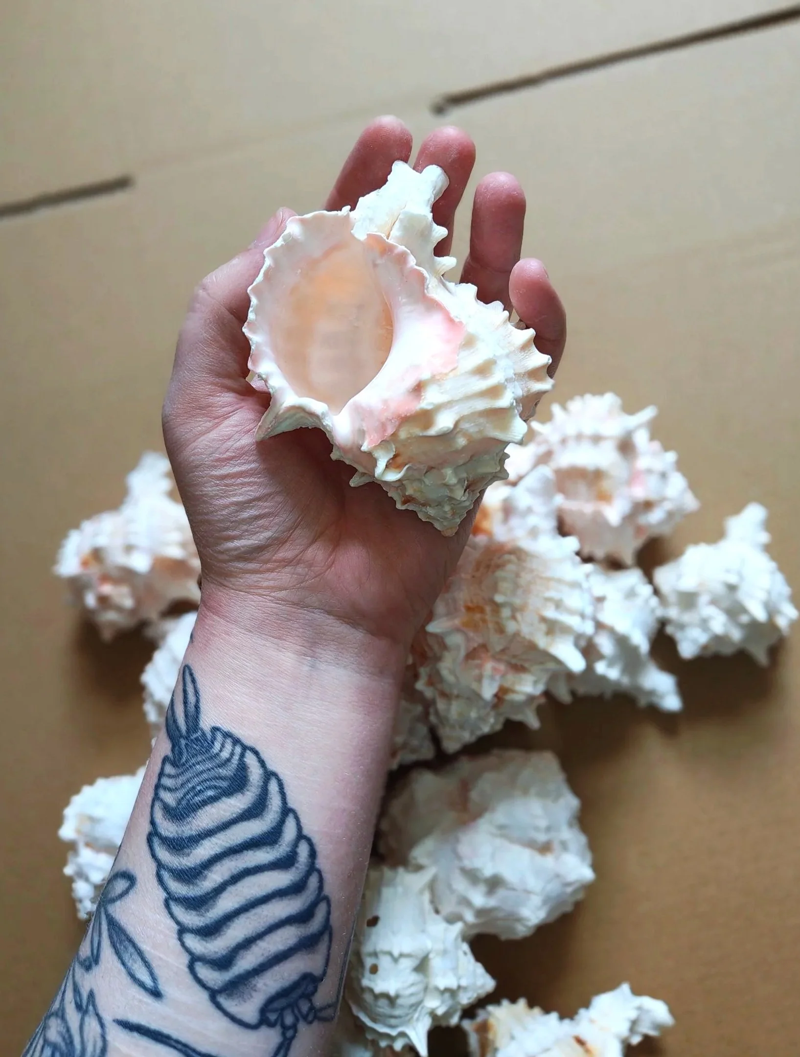 pink murex shells for isopods and other inverts uk supplies for isopods