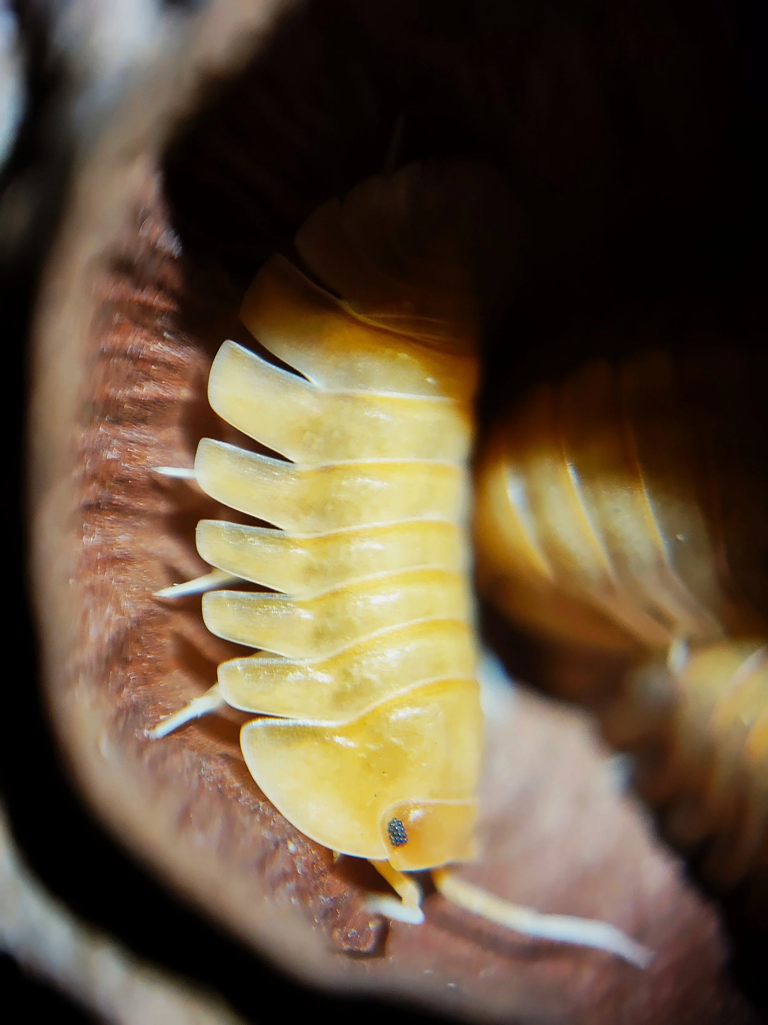 troglodillo sunset isopods for sale uk