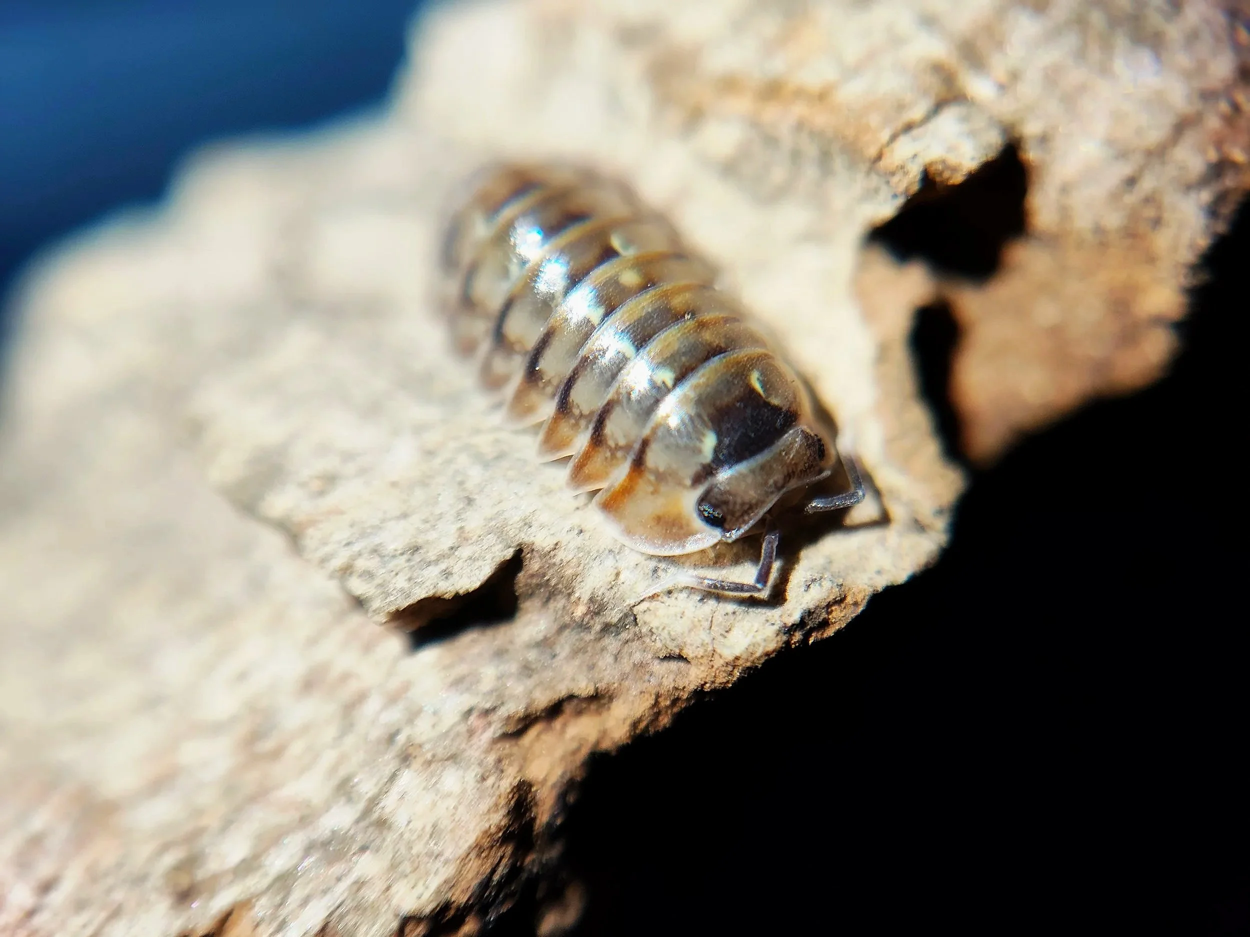 Dryadillo Dream Isopod