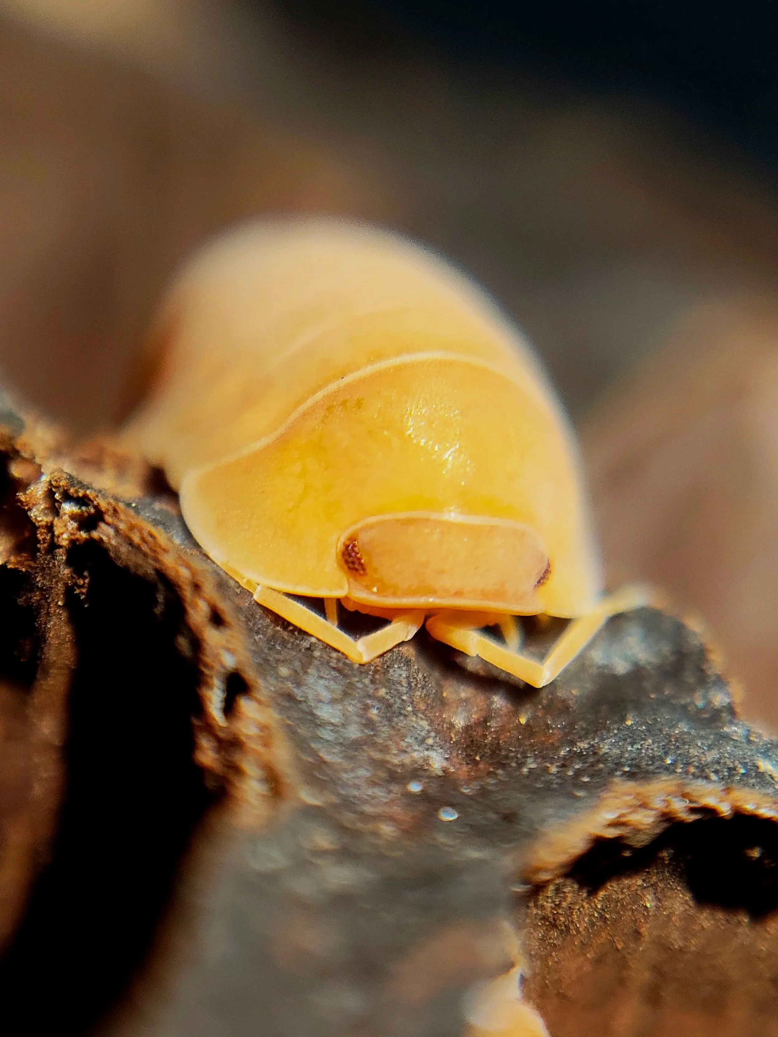 Cubaris giant mandarin isopods