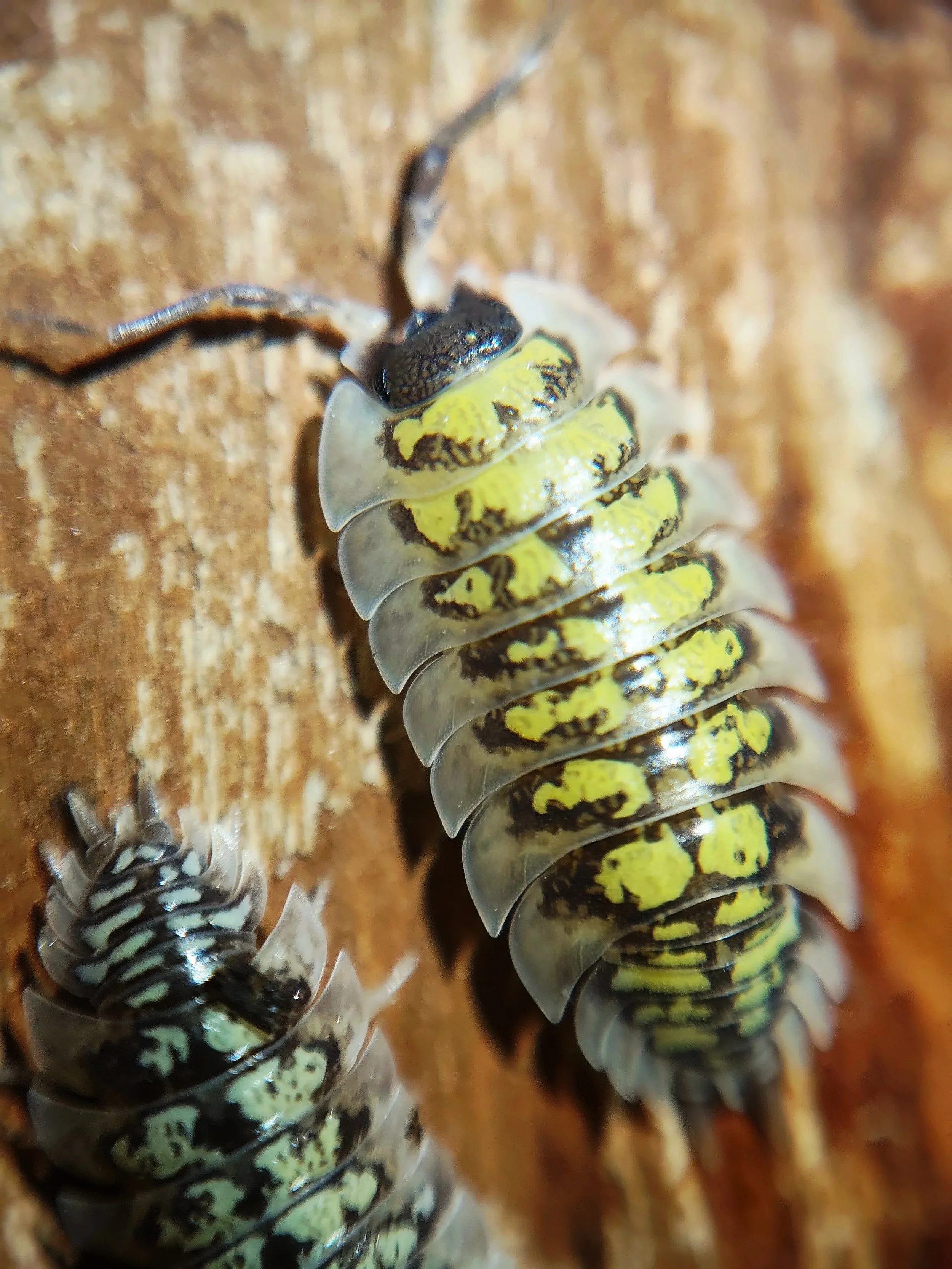 porcellio tortonesei isopods for sale
