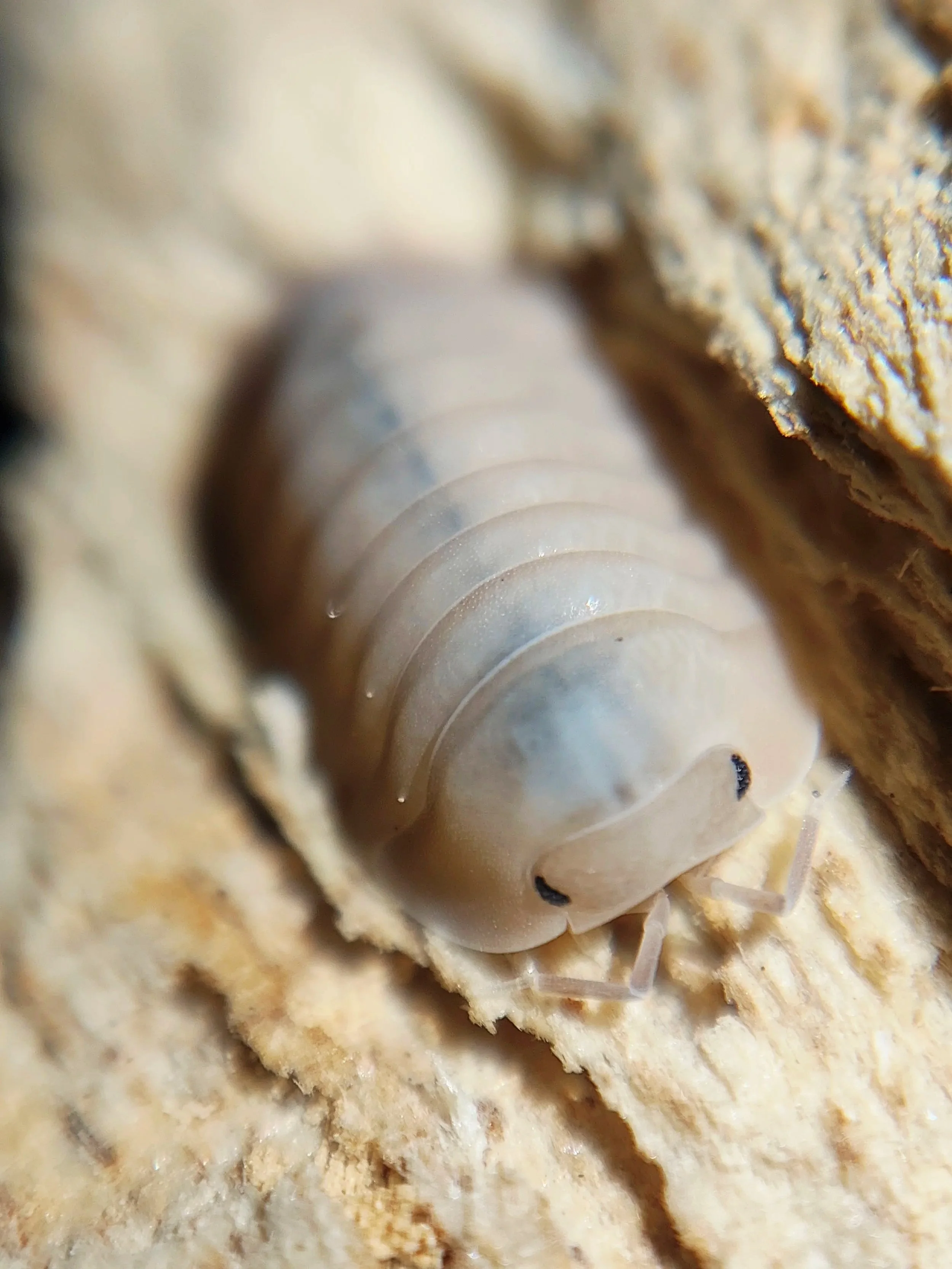 Cubaris Thai Blue Angel Isopods