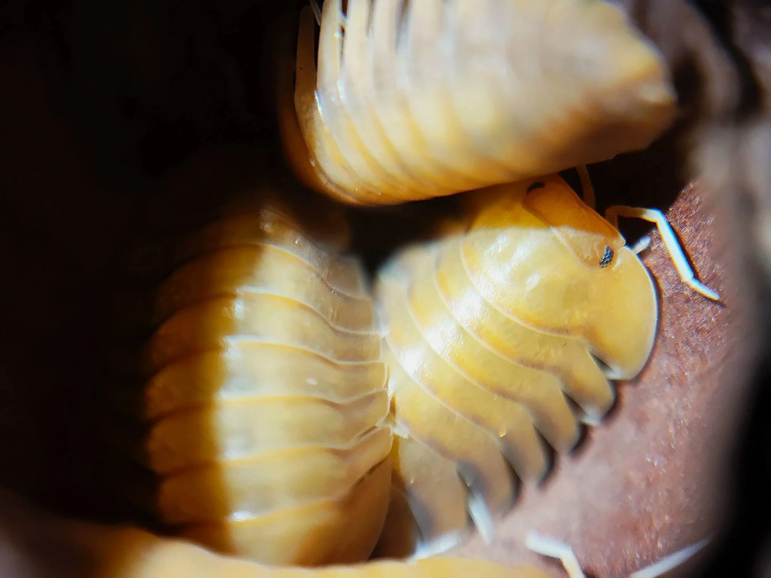 troglodillo sunset isopods for sale in the uk