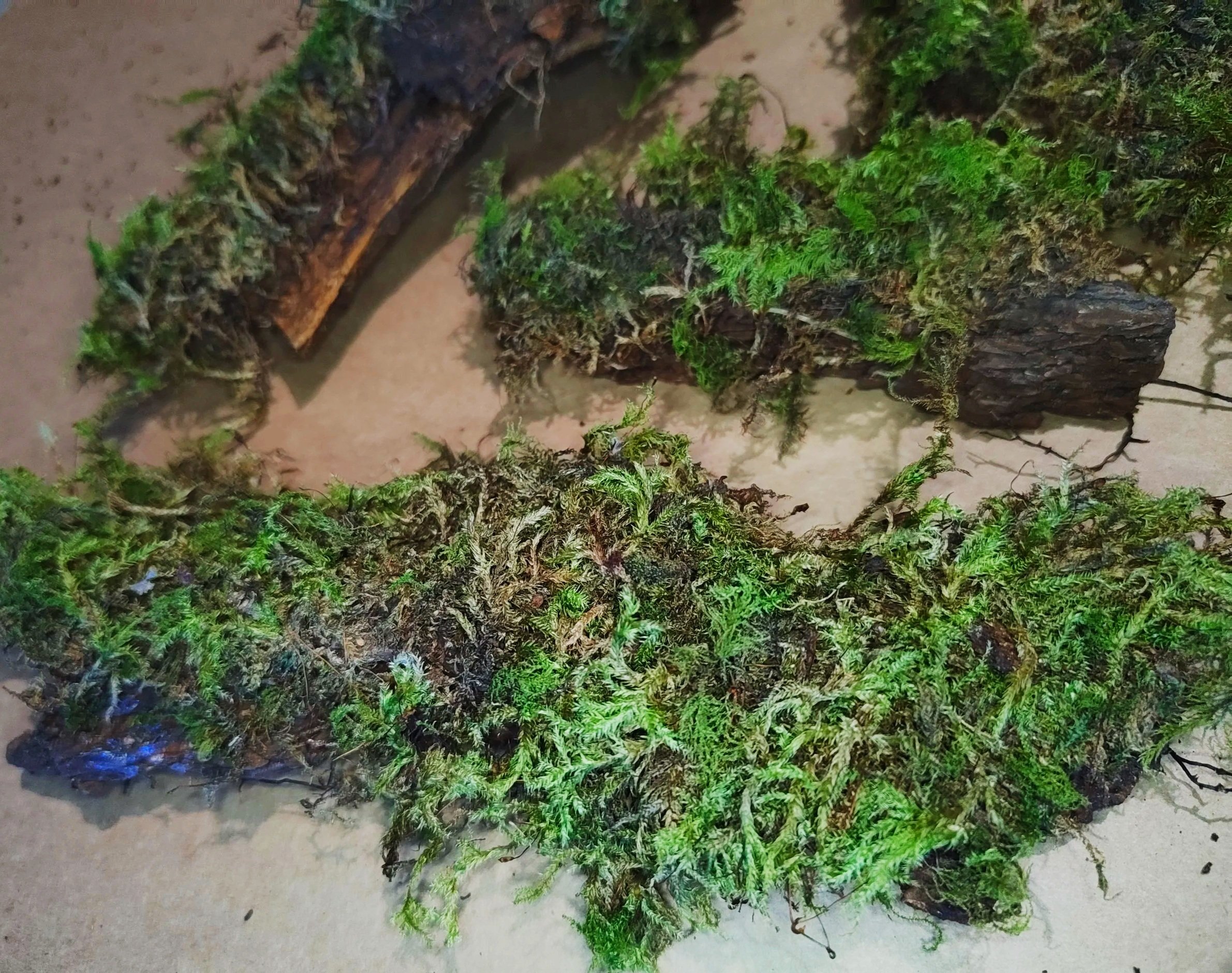 mossy bark for isopods