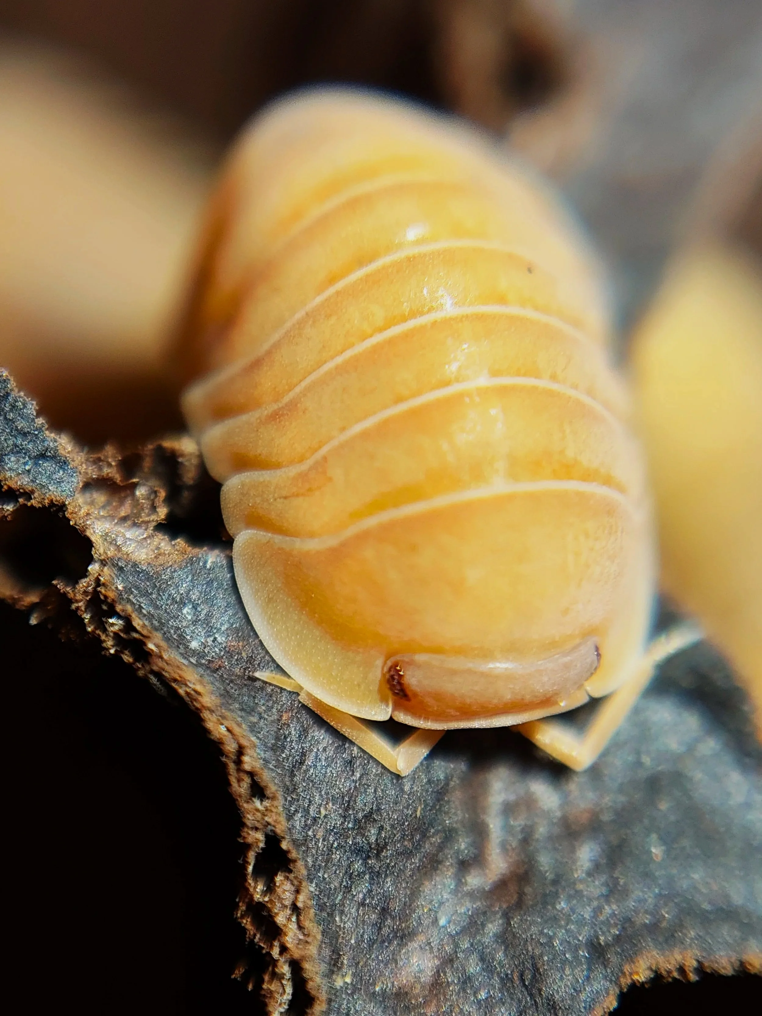 Cubaris giant mandarin isopods uk cheap isopod breeder