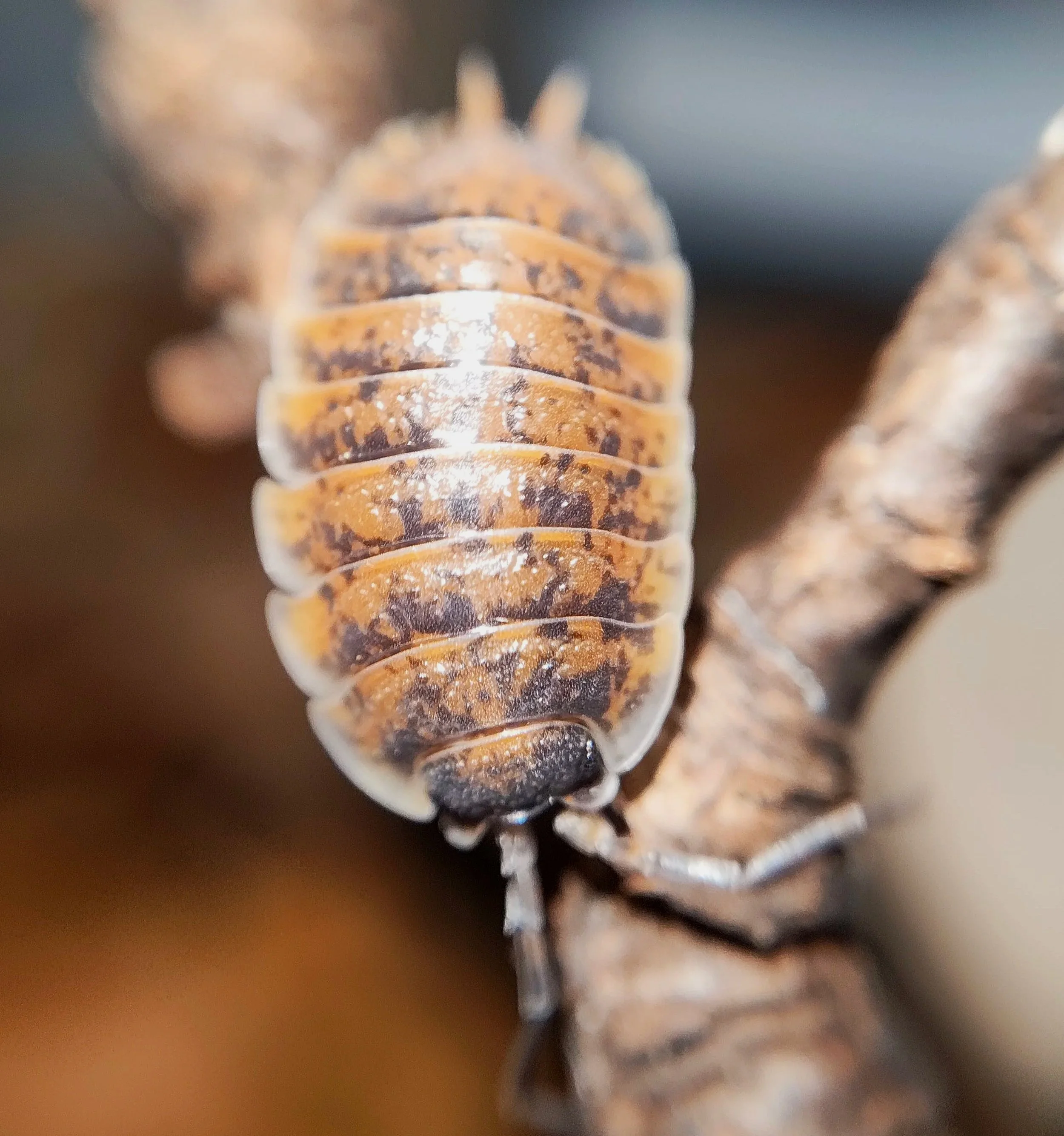 Porcellio Orarum Orarum Marbled Isopod