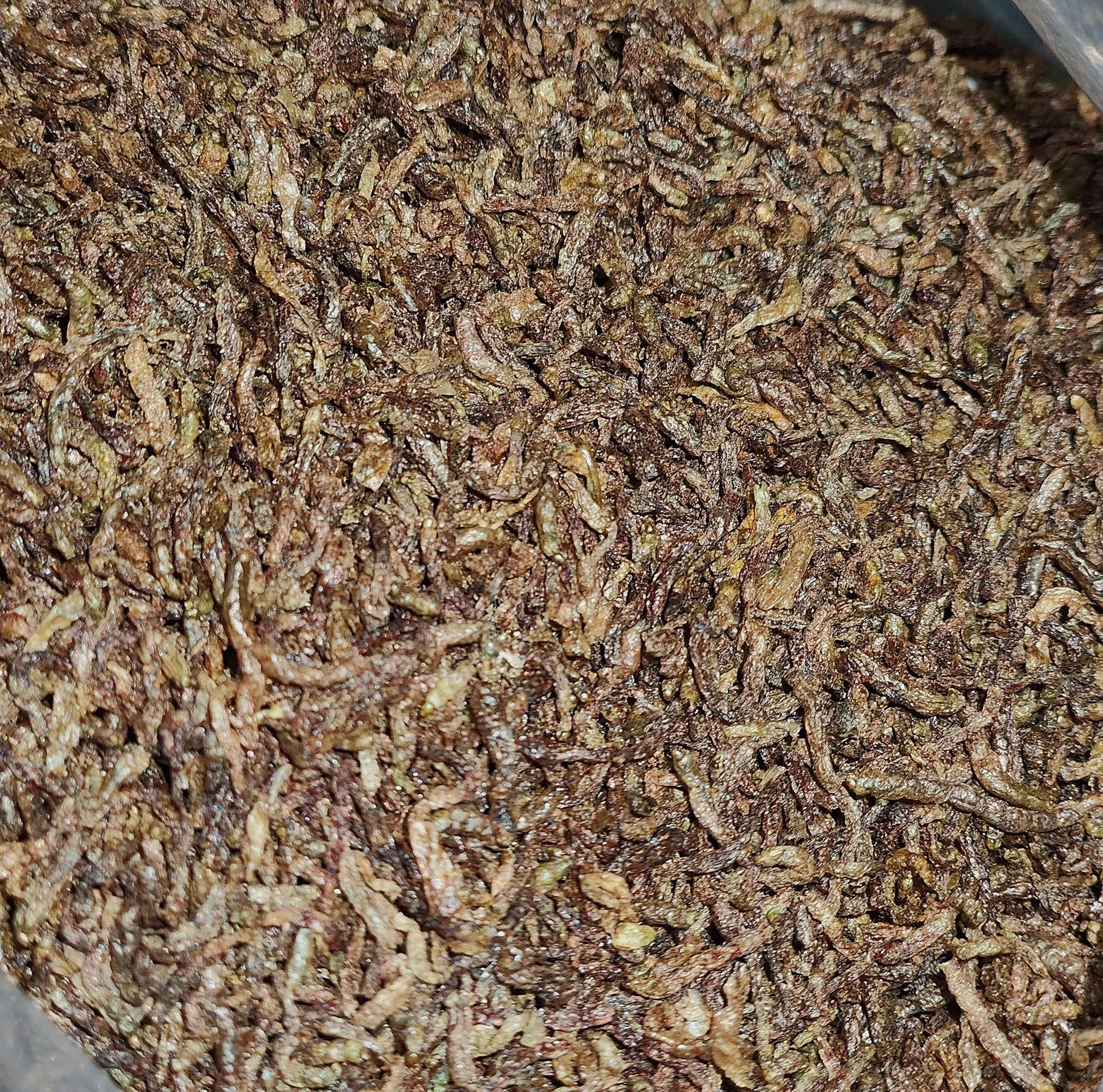 freeze dried bloodworms for isopods