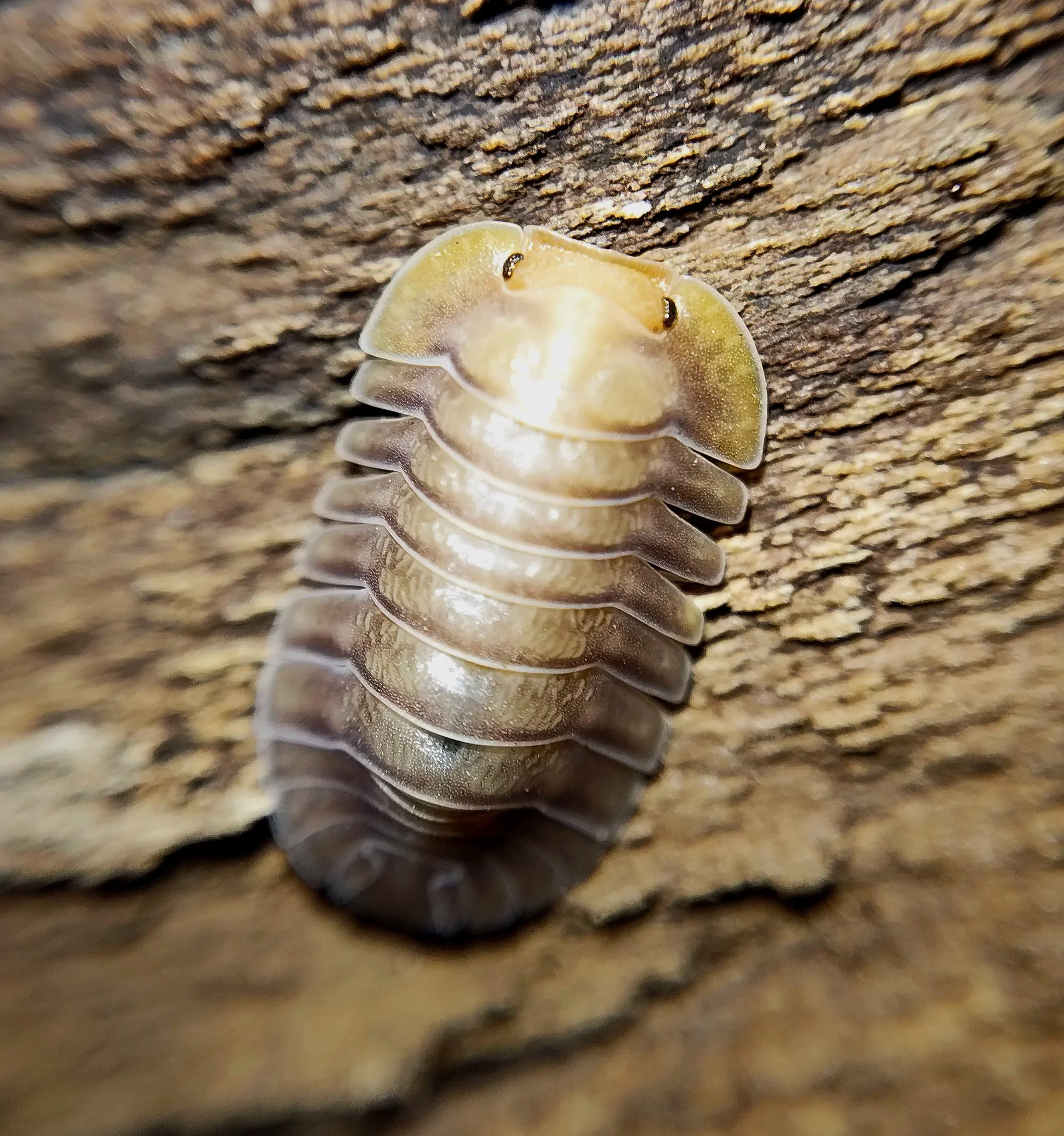 troglodillo porcelain isopods for sale uk isopod shop isopod store rare isopods for sale