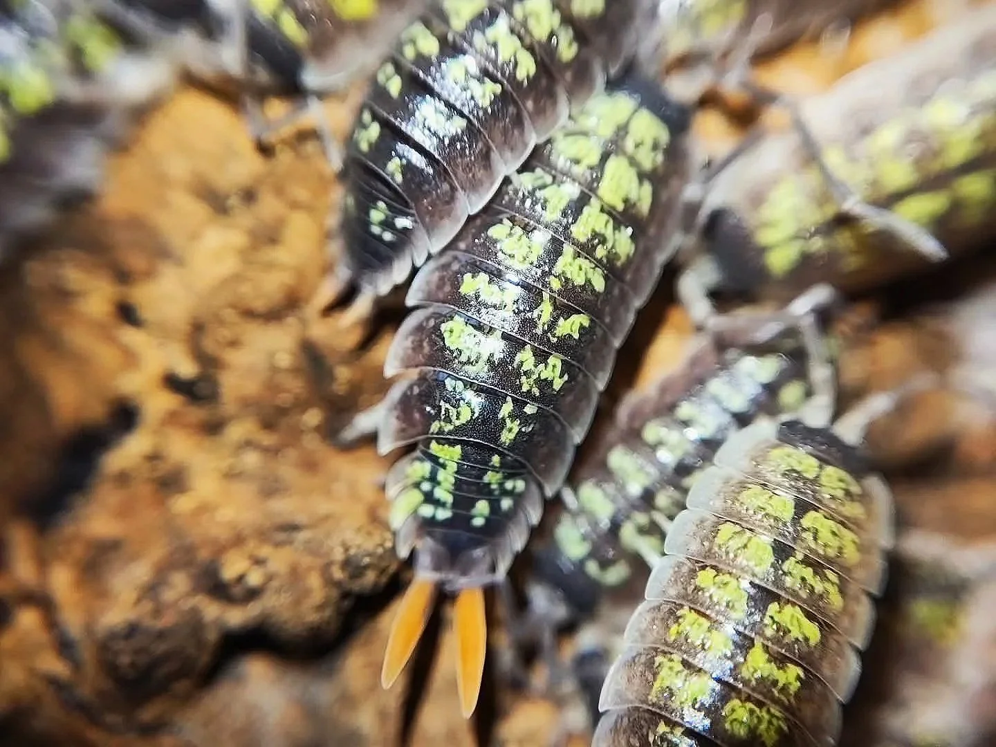 Porcellio Red Uropods/Orange Stick Isopod