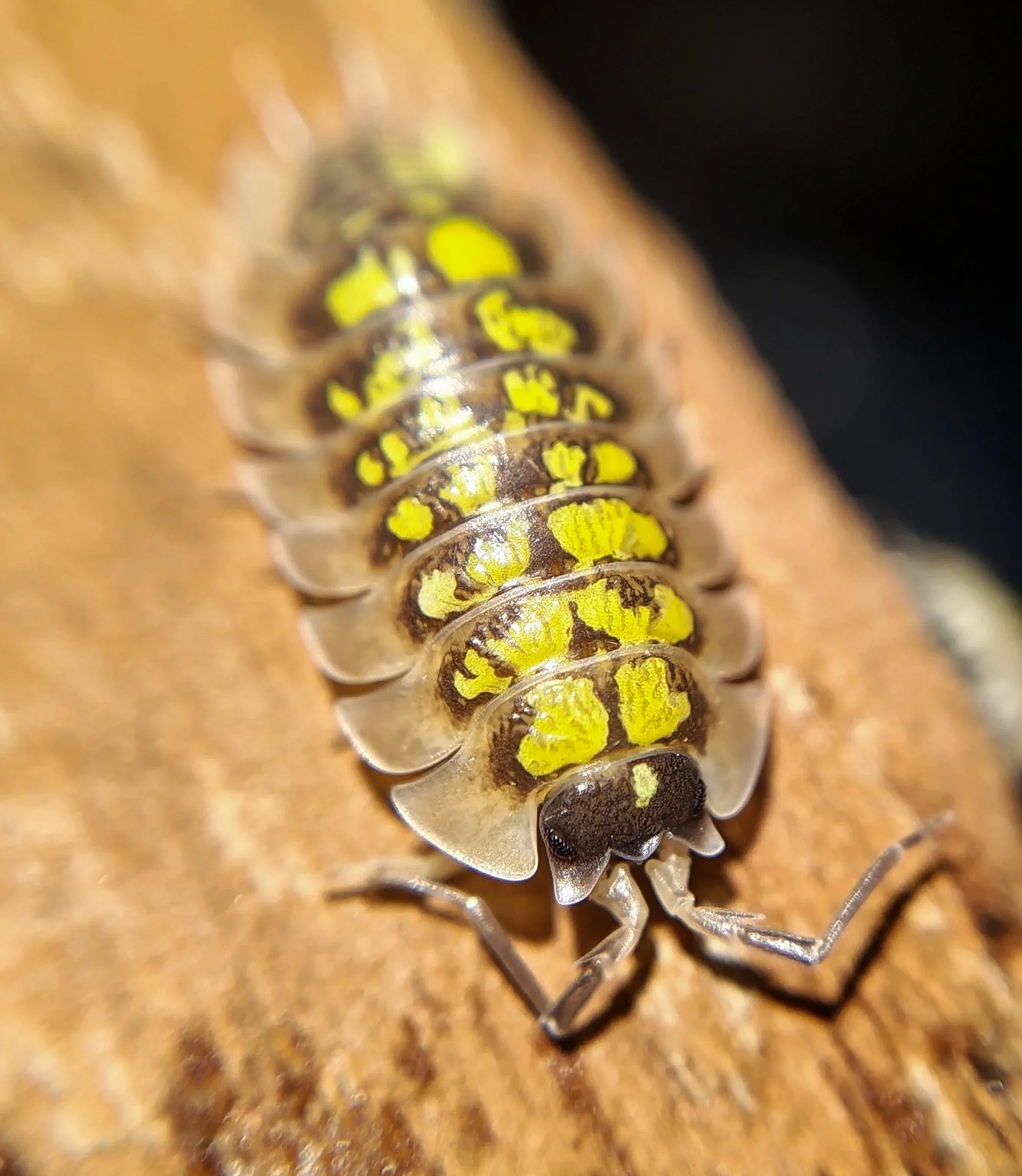 porcellio tortonesei isopods for sale uk
