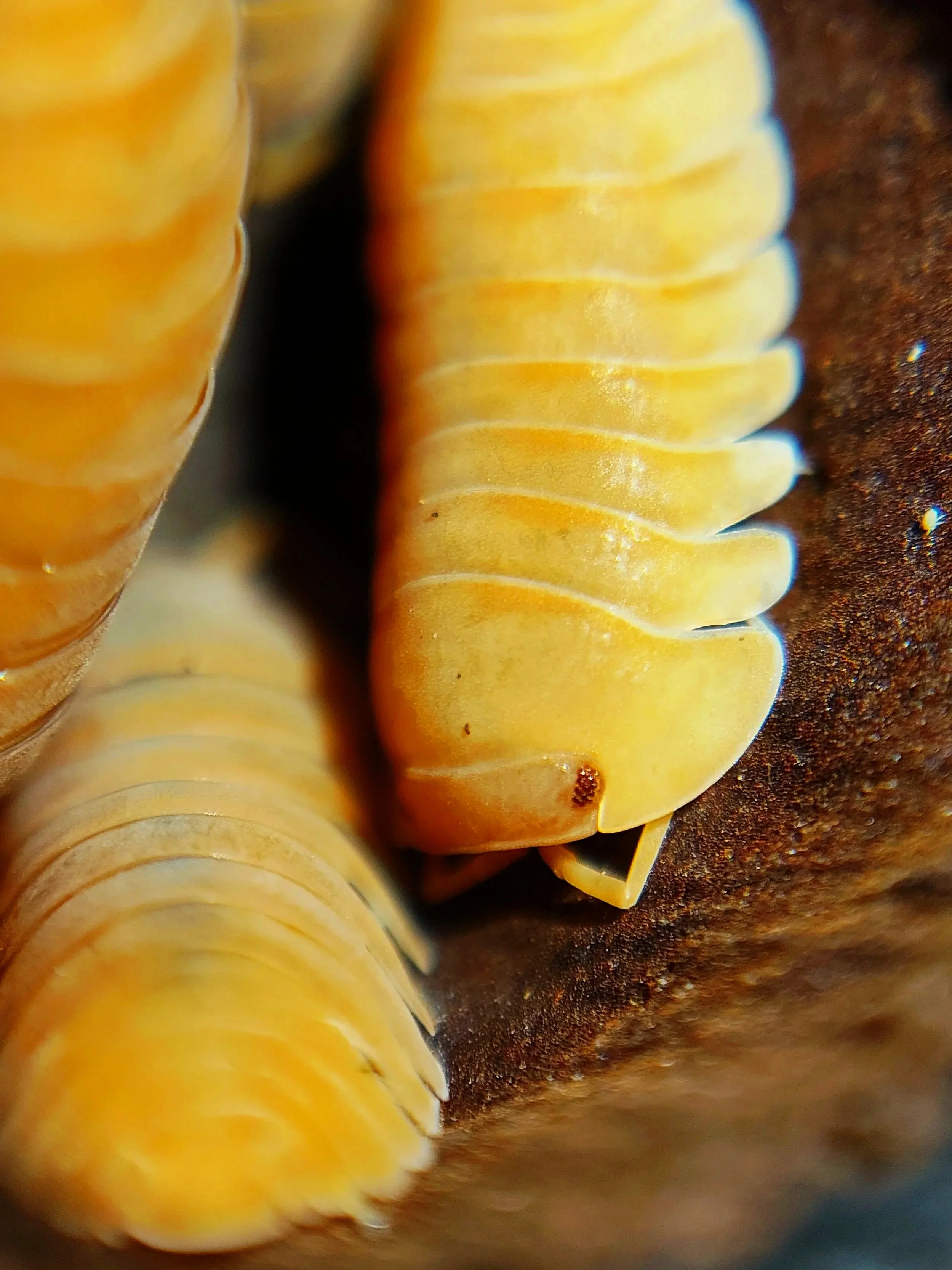 Cubaris giant mandarin isopods
