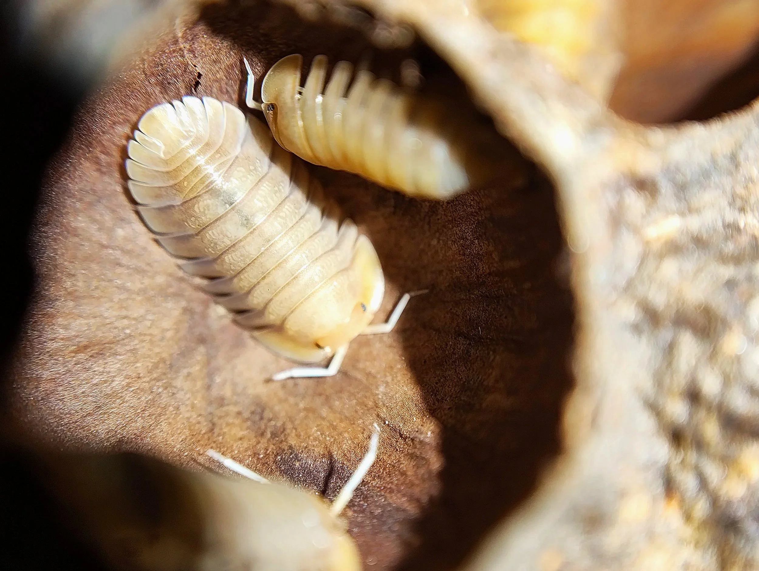 troglodillo sunset isopods for sale uk best isopod shop uk