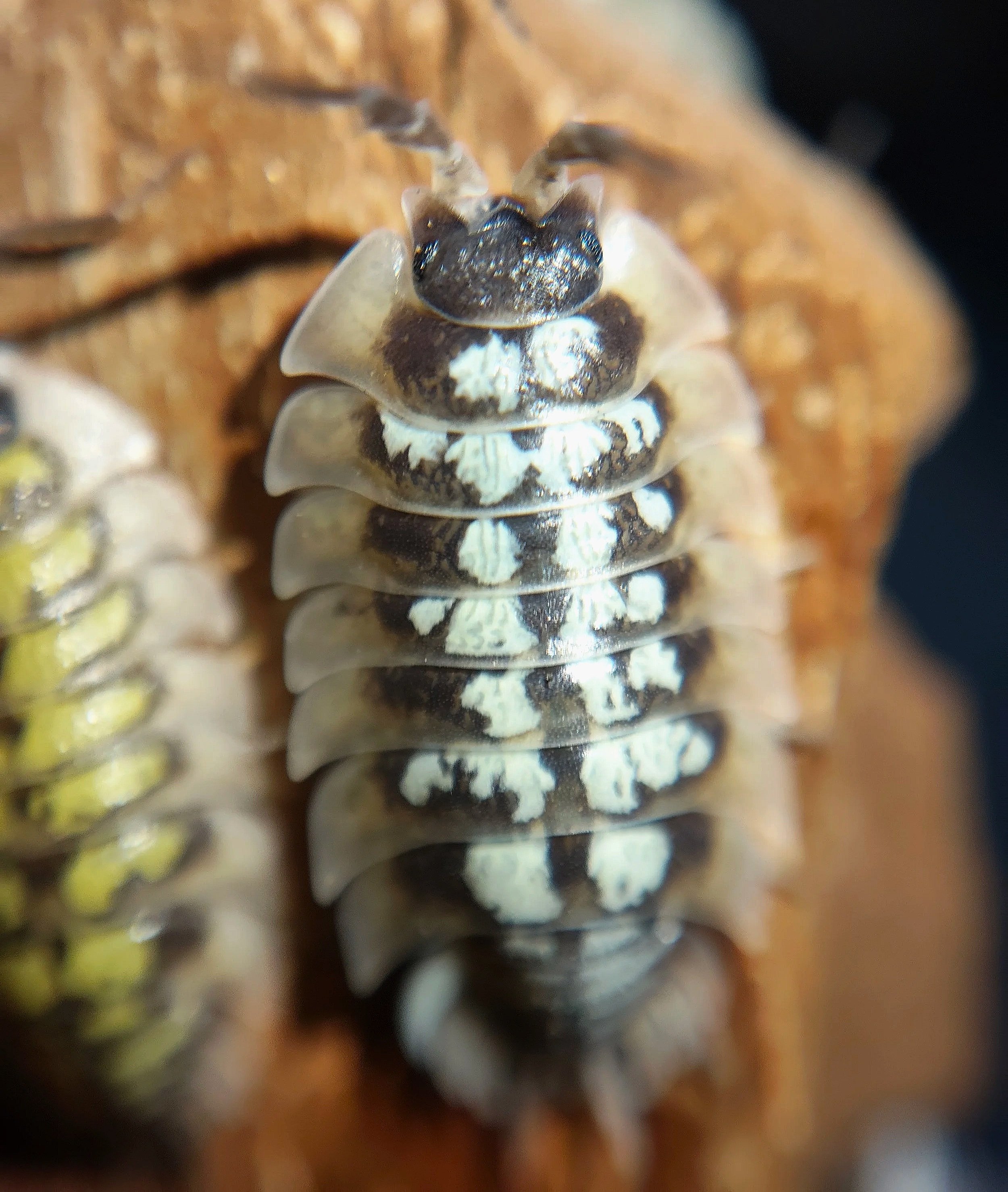 porcellio tortonesei isopods uk