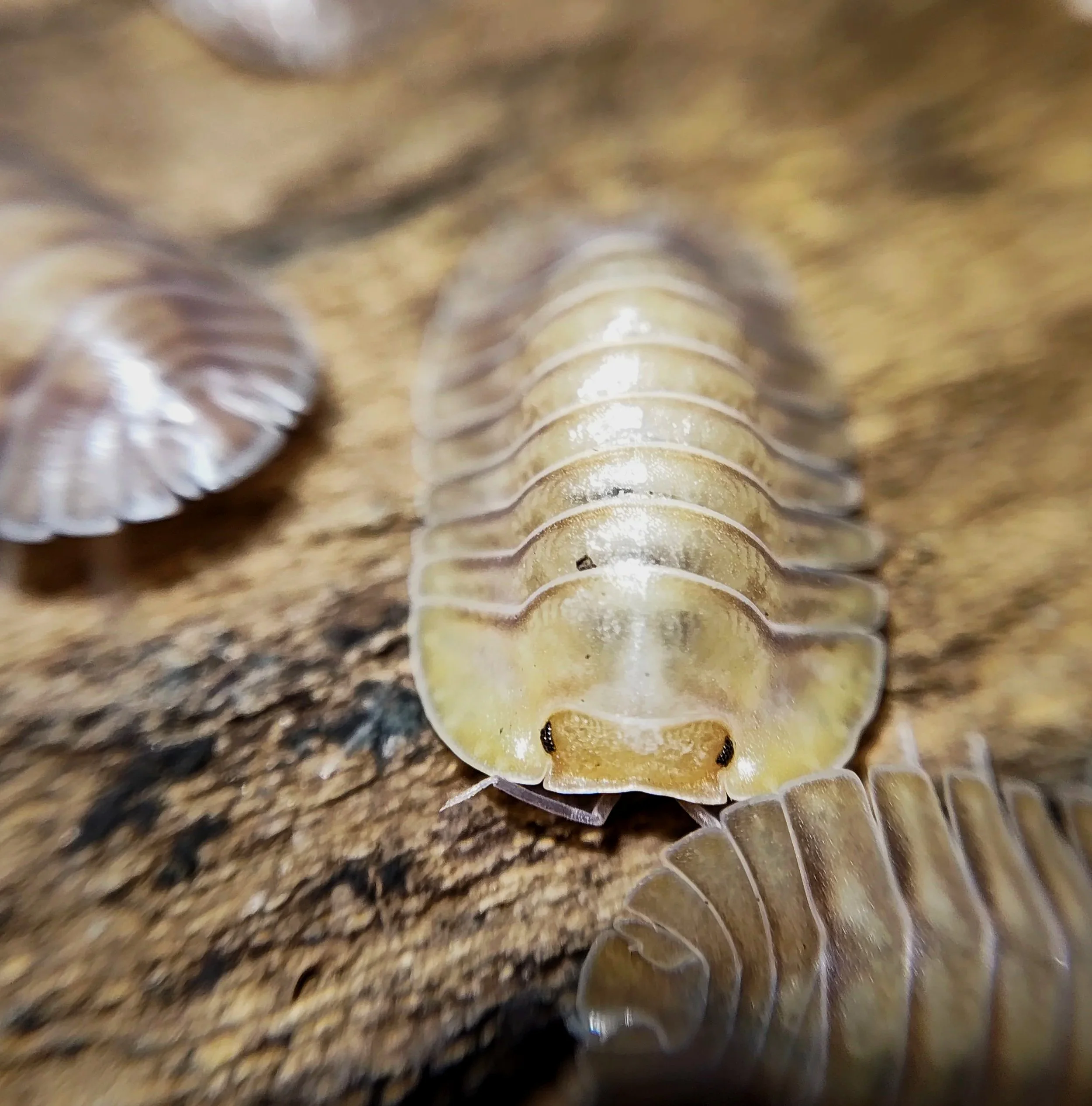 troglodillo porcelain isopods for sale uk isopod shop isopod store rare isopods for sale clean up crew for snails