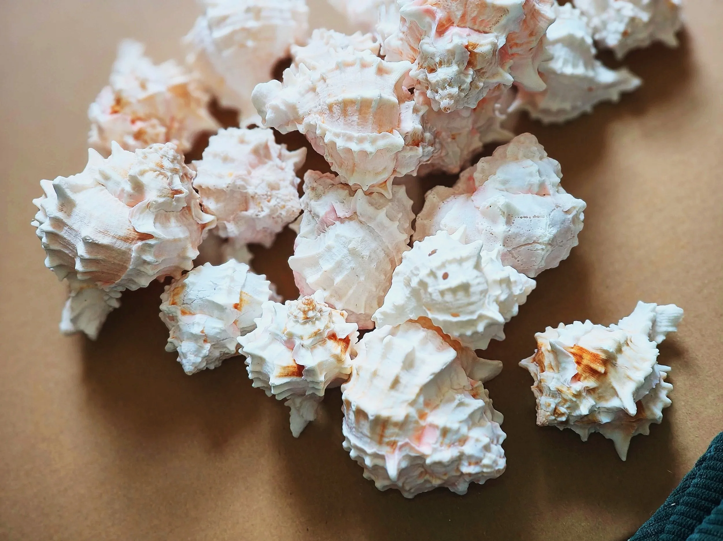 pink murex shells for isopods and other inverts uk supplies for isopods food bowl for isopod
