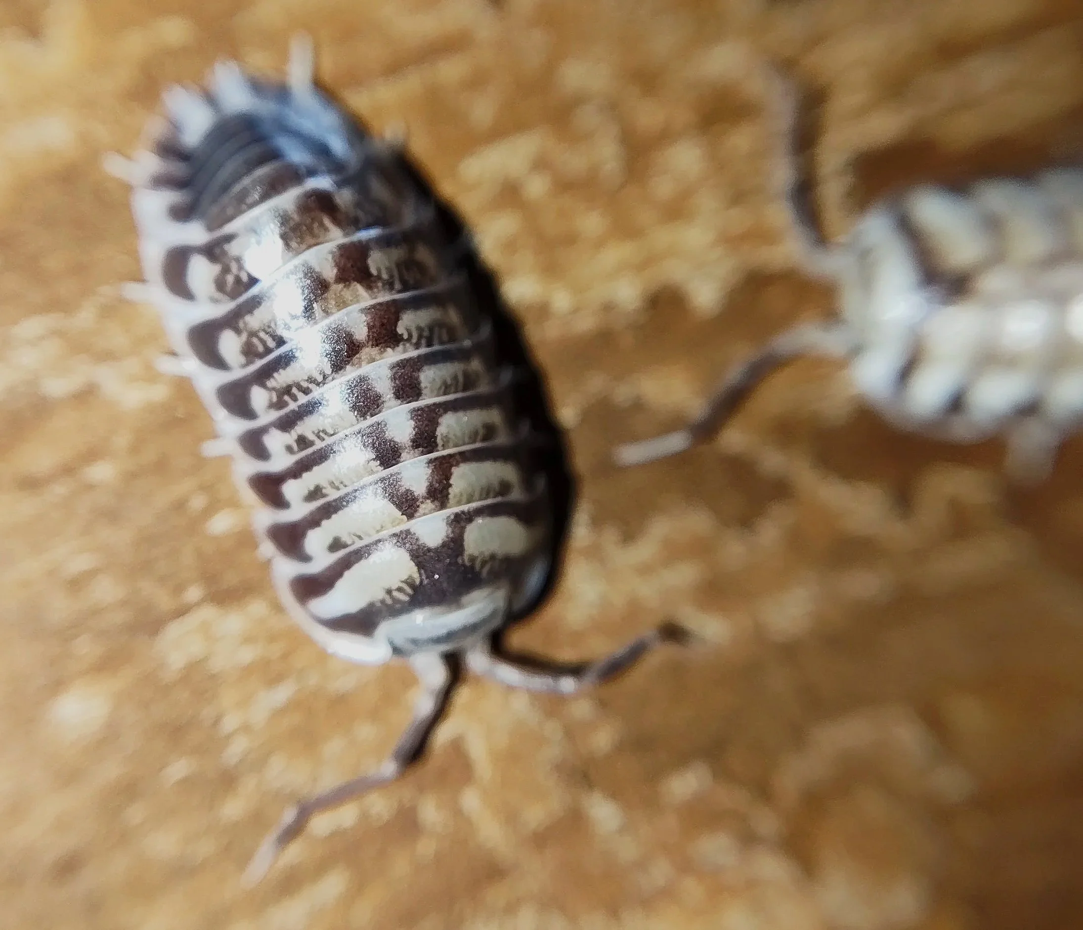 xeroniscus seigfriedhuberi isopods uk rare isopods for sale uk
