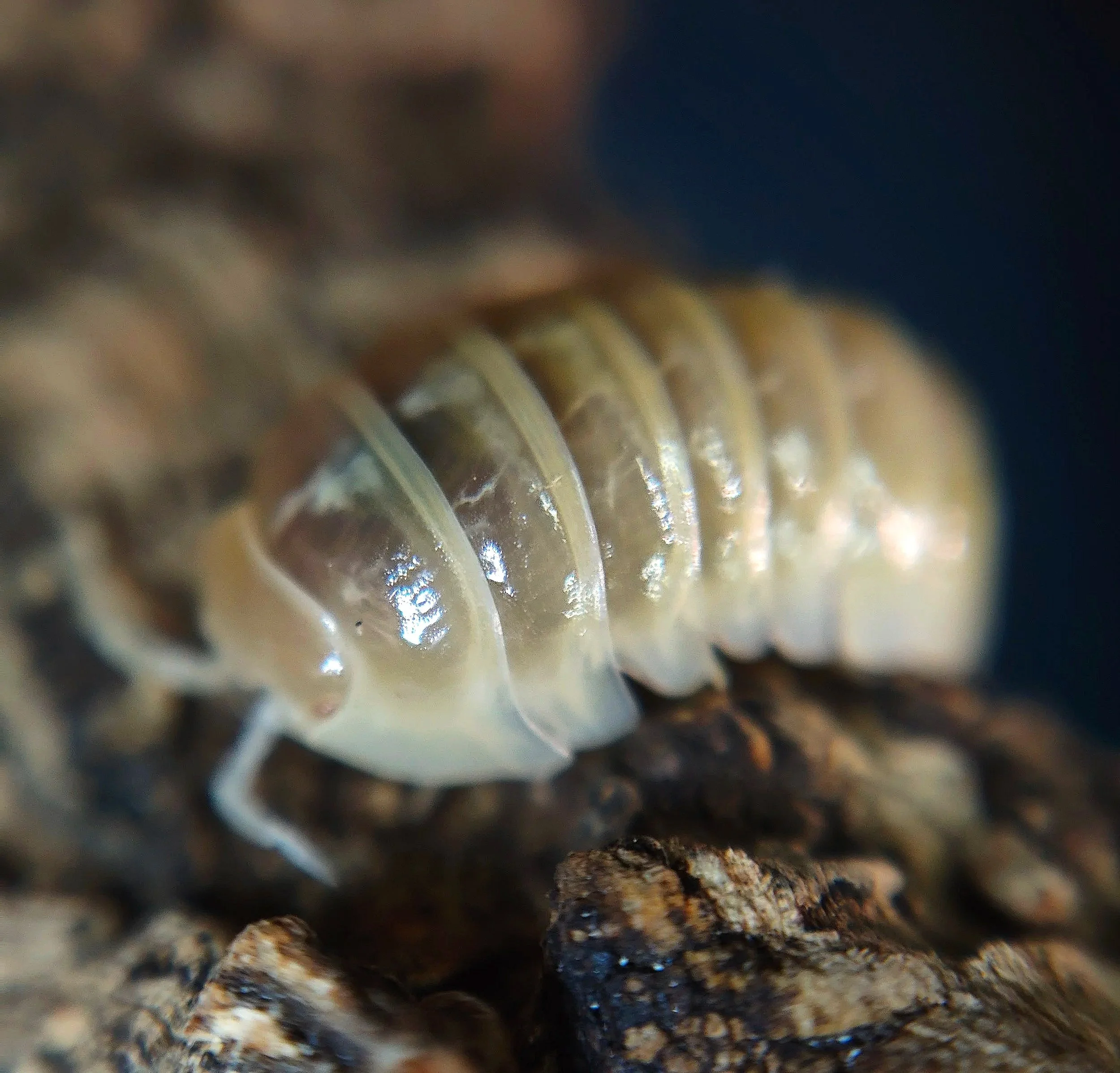 Armadillidium Vulgare T+ Albino Isopods