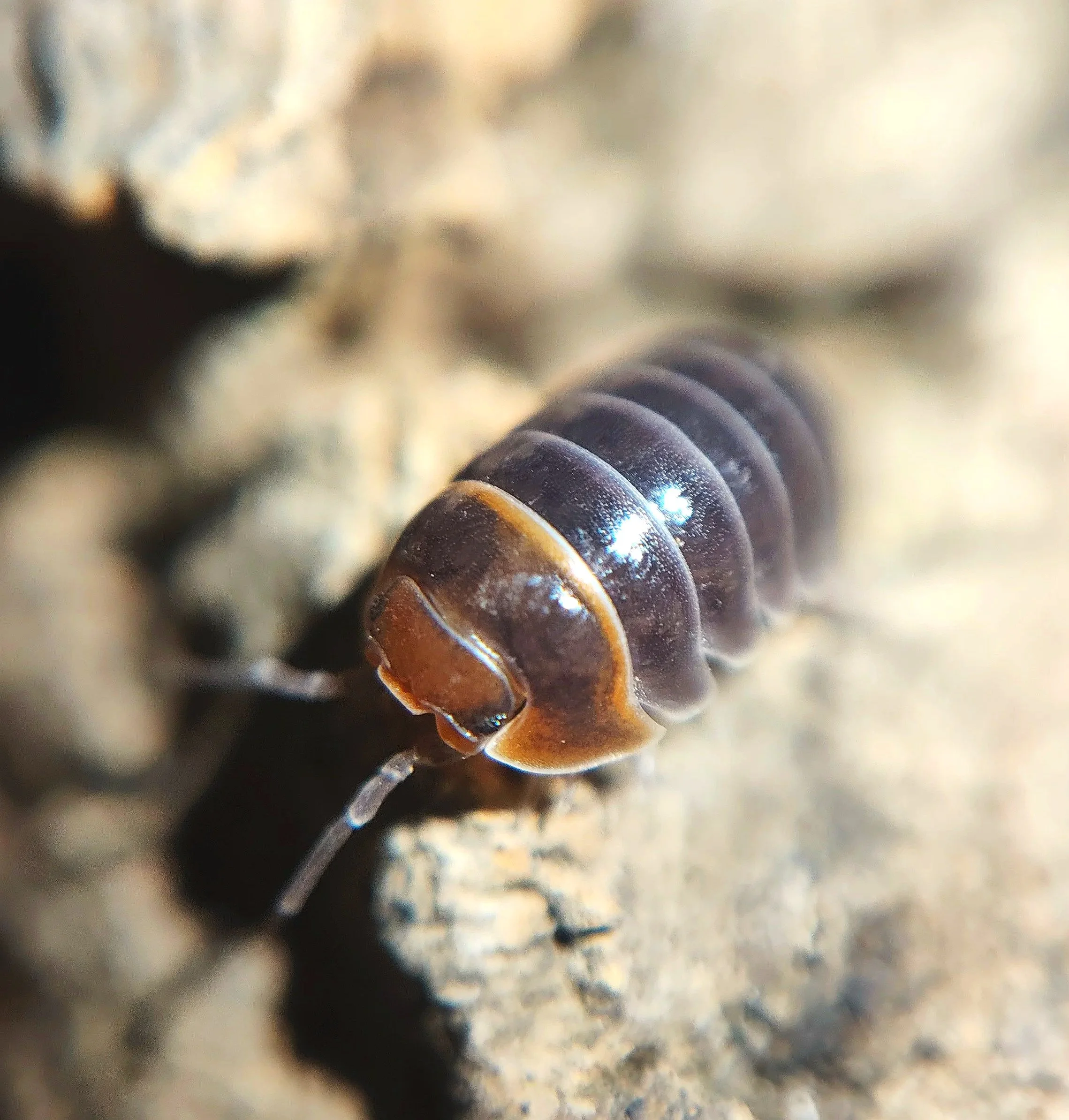 Armadillidium Flavoscutatum Redhead Isopod