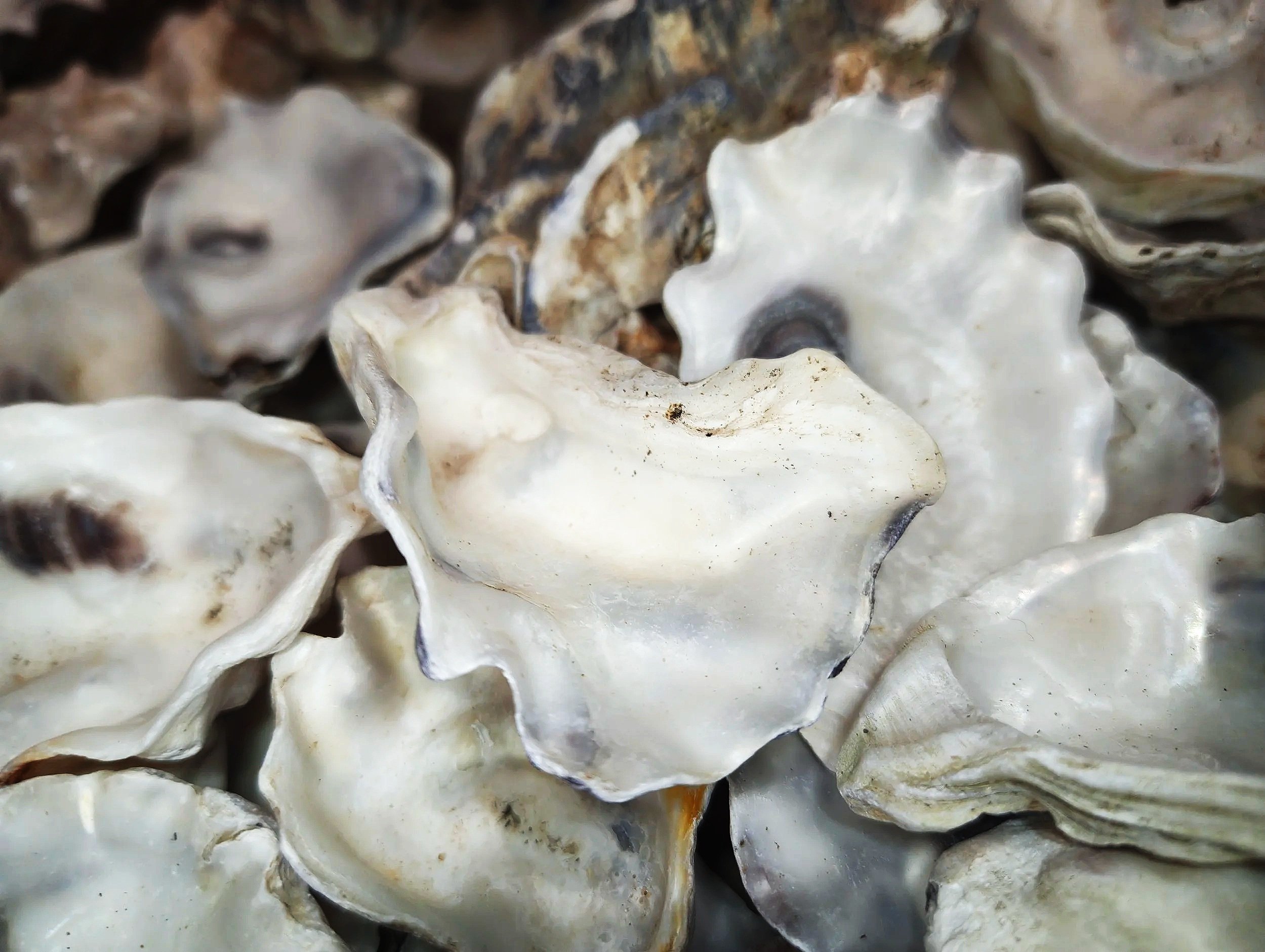 Natural oyster shells for isopod enclosures