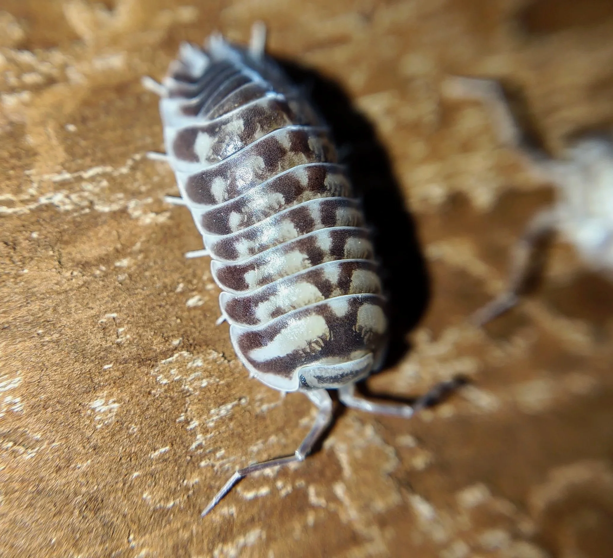 xeroniscus seigfriedhuberi isopods uk rare isopods for sale uk