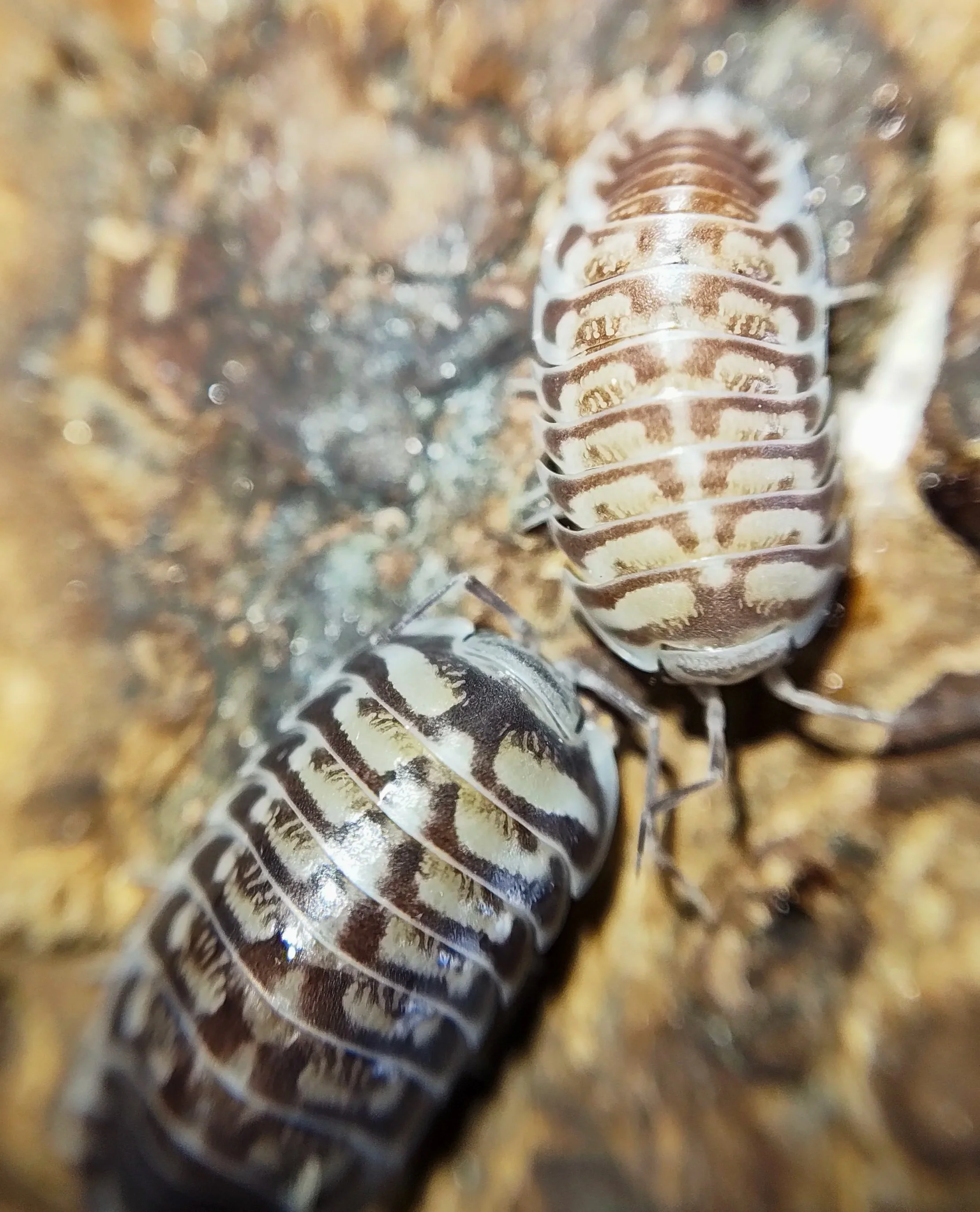 xeroniscus seigfriedhuberi isopods uk rare isopods for sale uk
