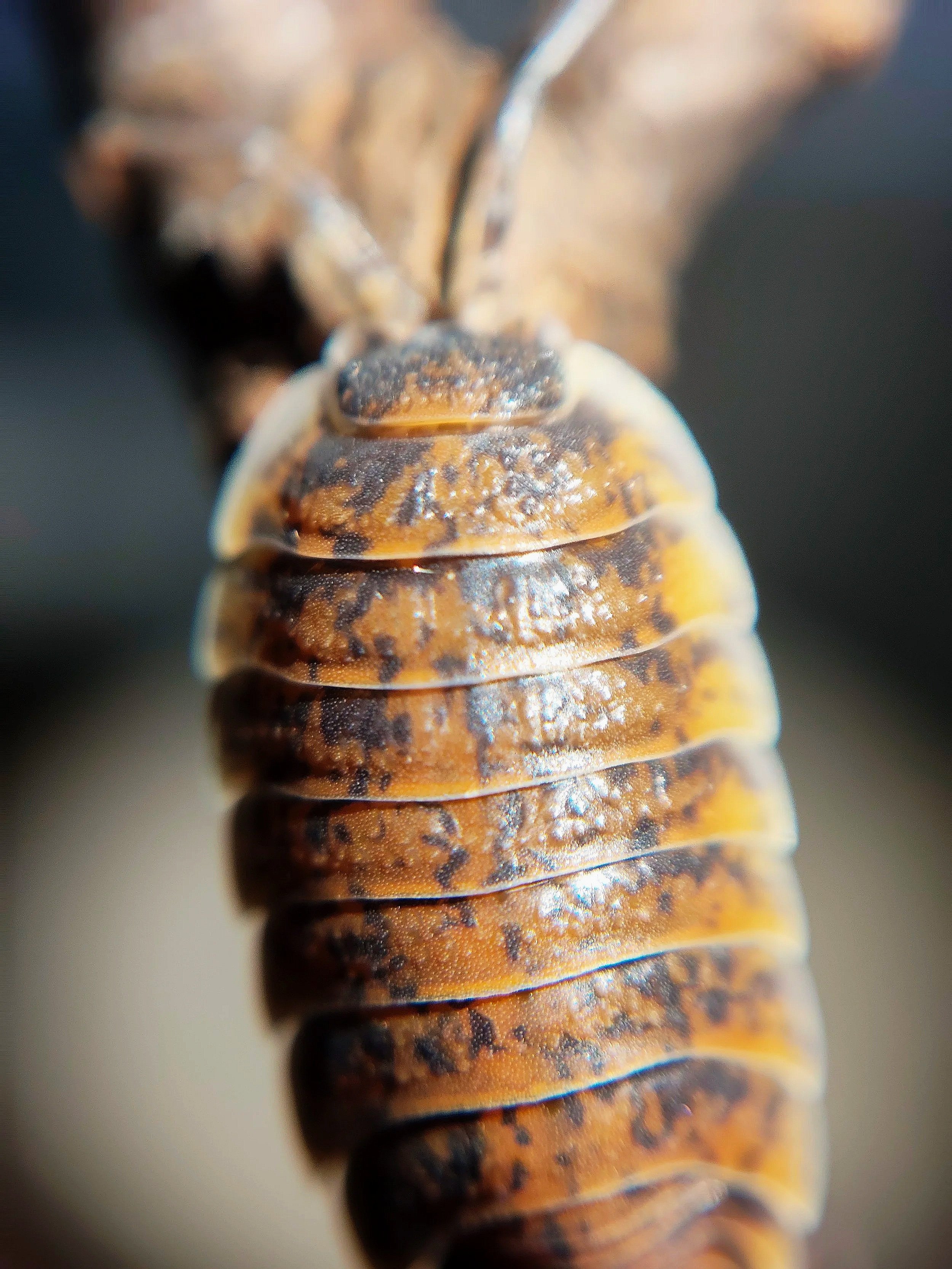 Porcellio Orarum Orarum Marbled Isopods for sale uk