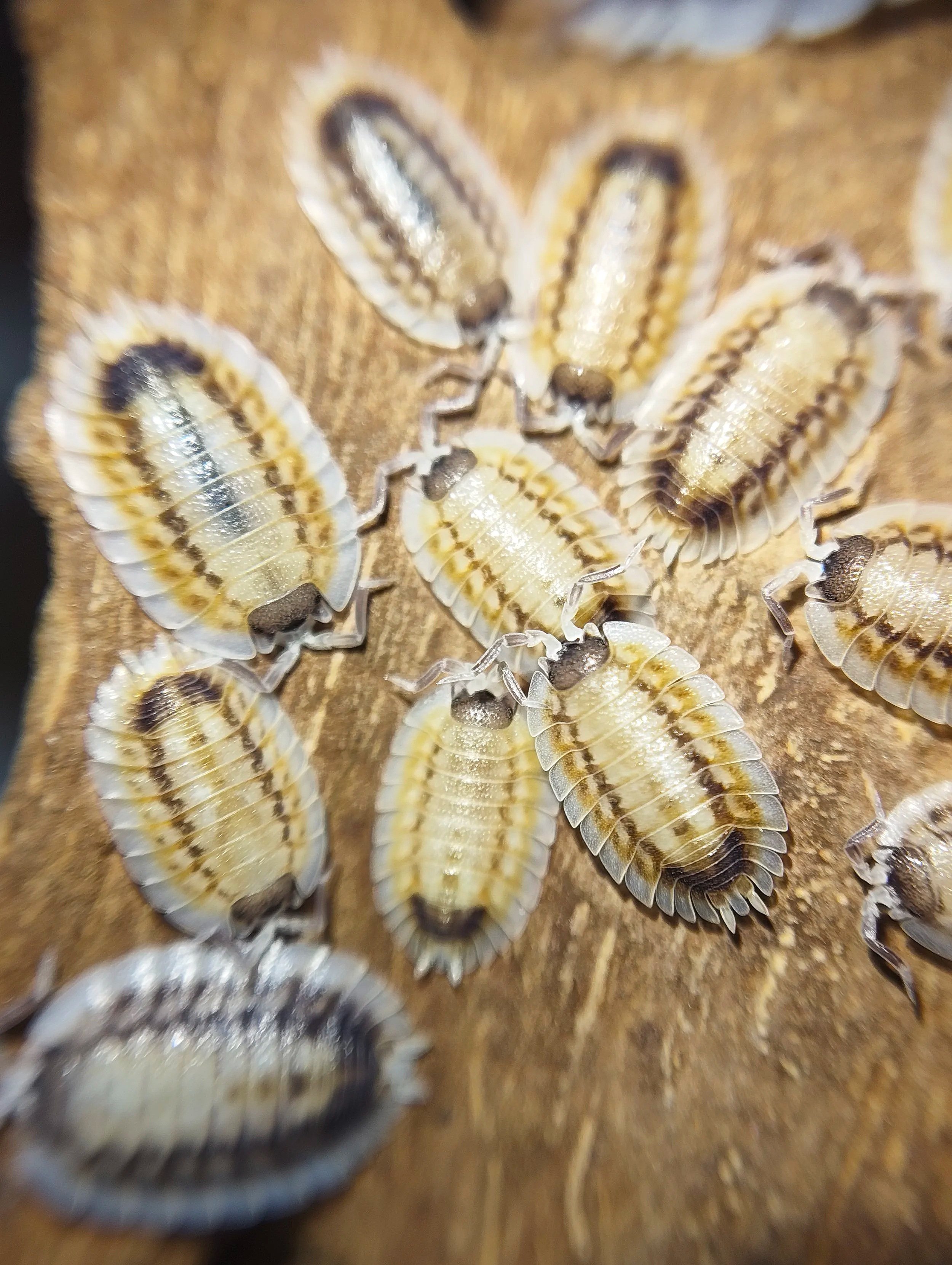 porcellio werneri silverback isopods for sale uk