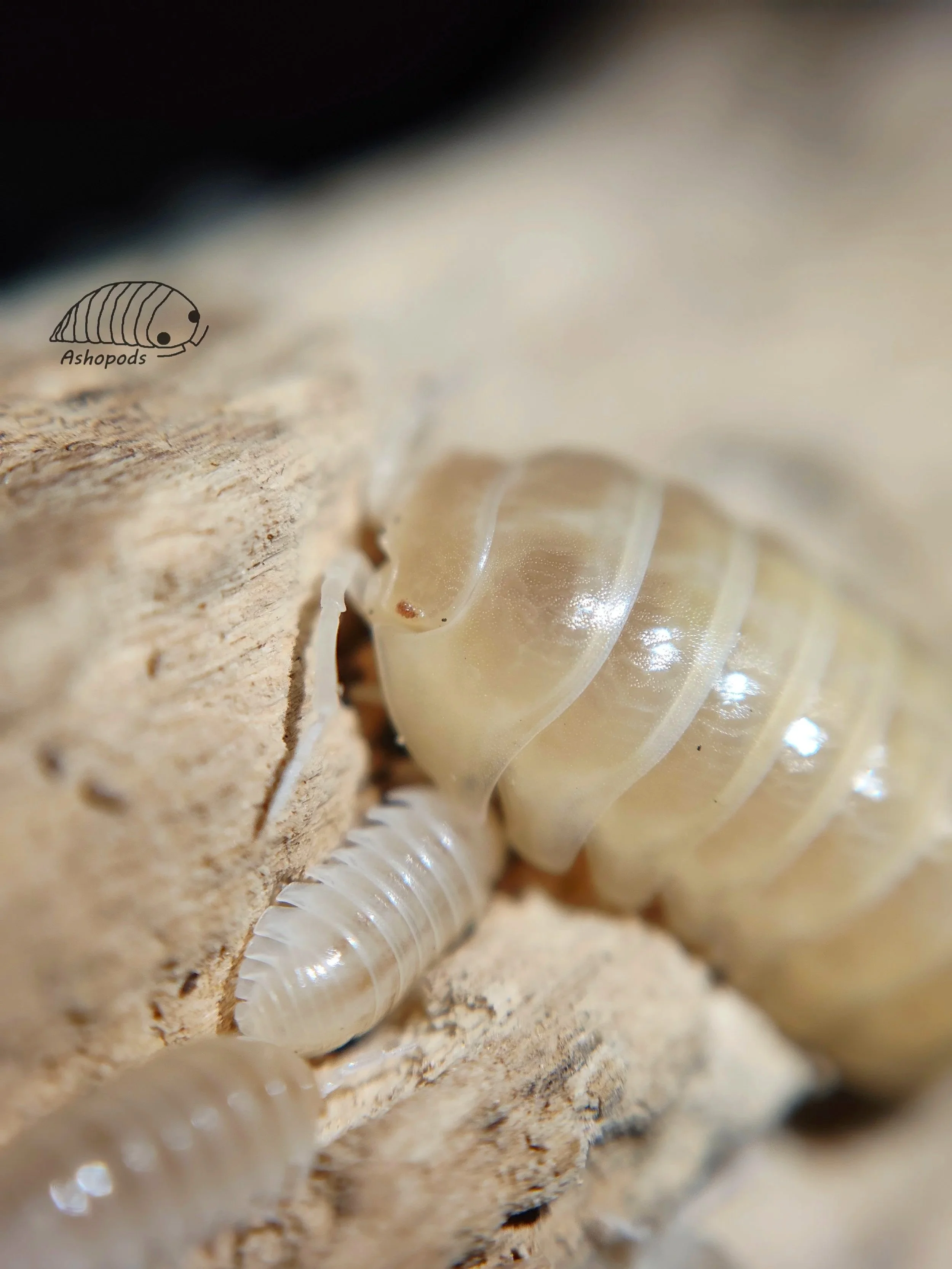 Armadillidium Vulgare T+ Albino Isopods