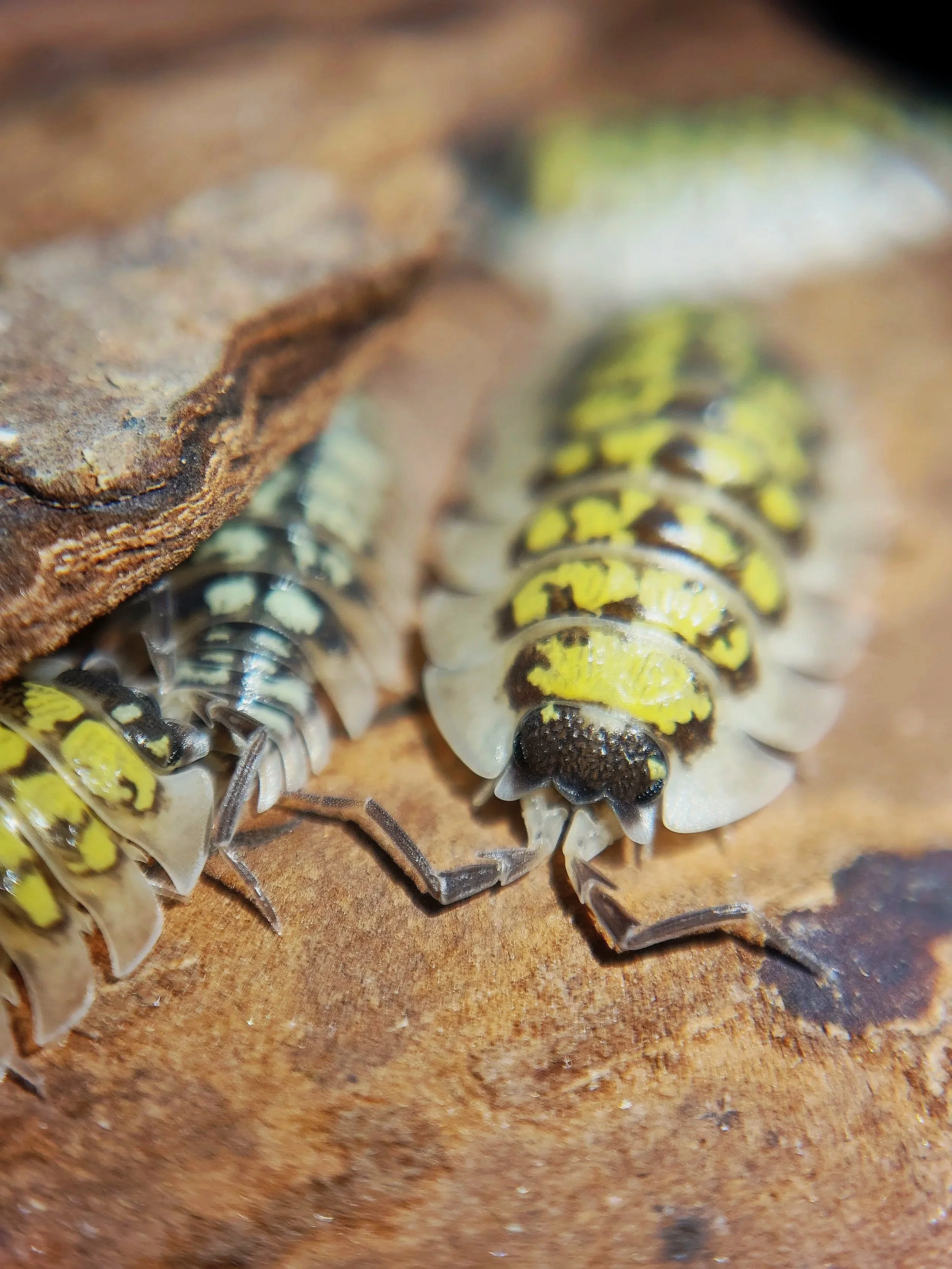 porcellio tortonesei isopods uk high quality isopods