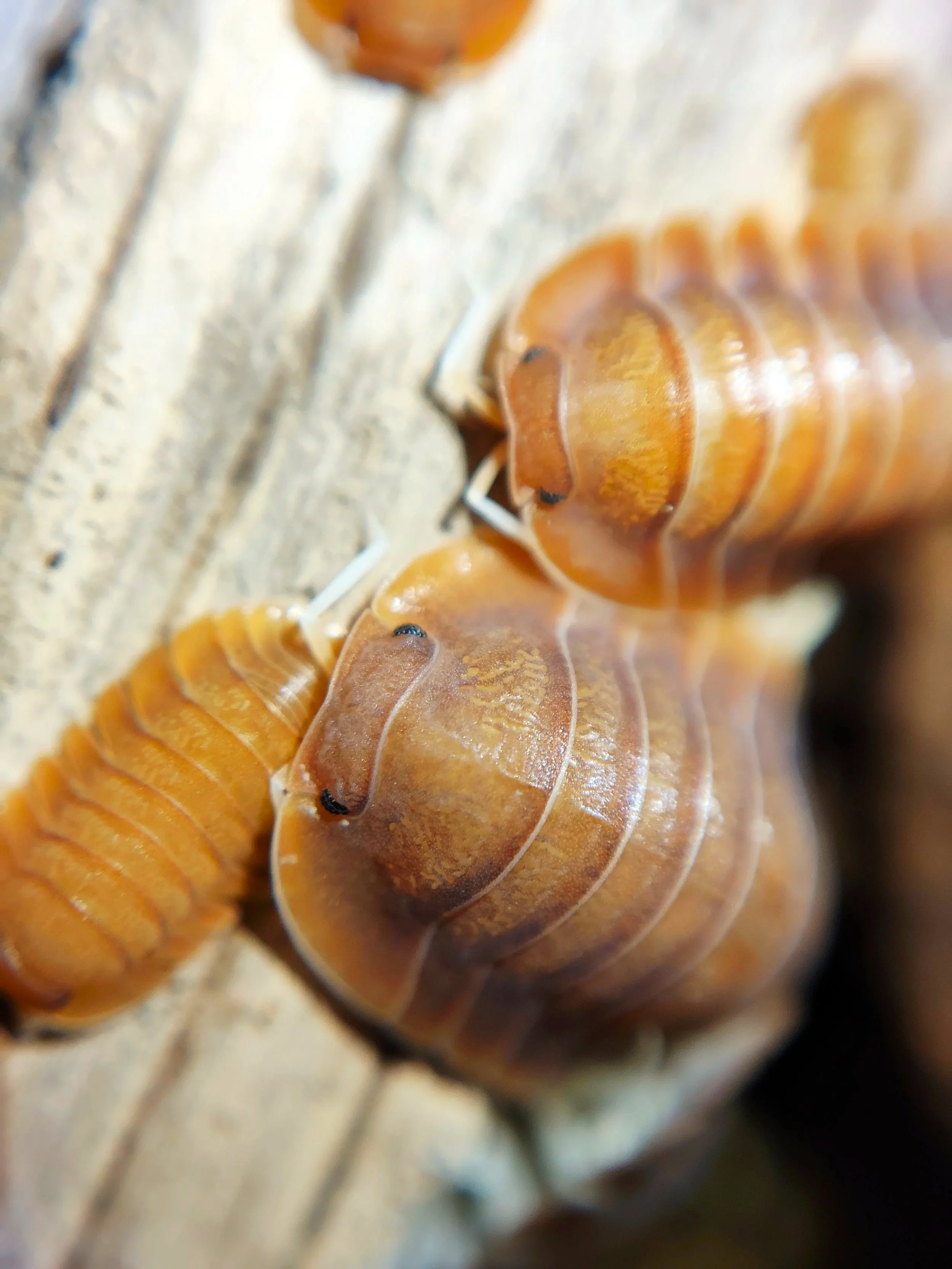 Troglodillo Vex Isopod