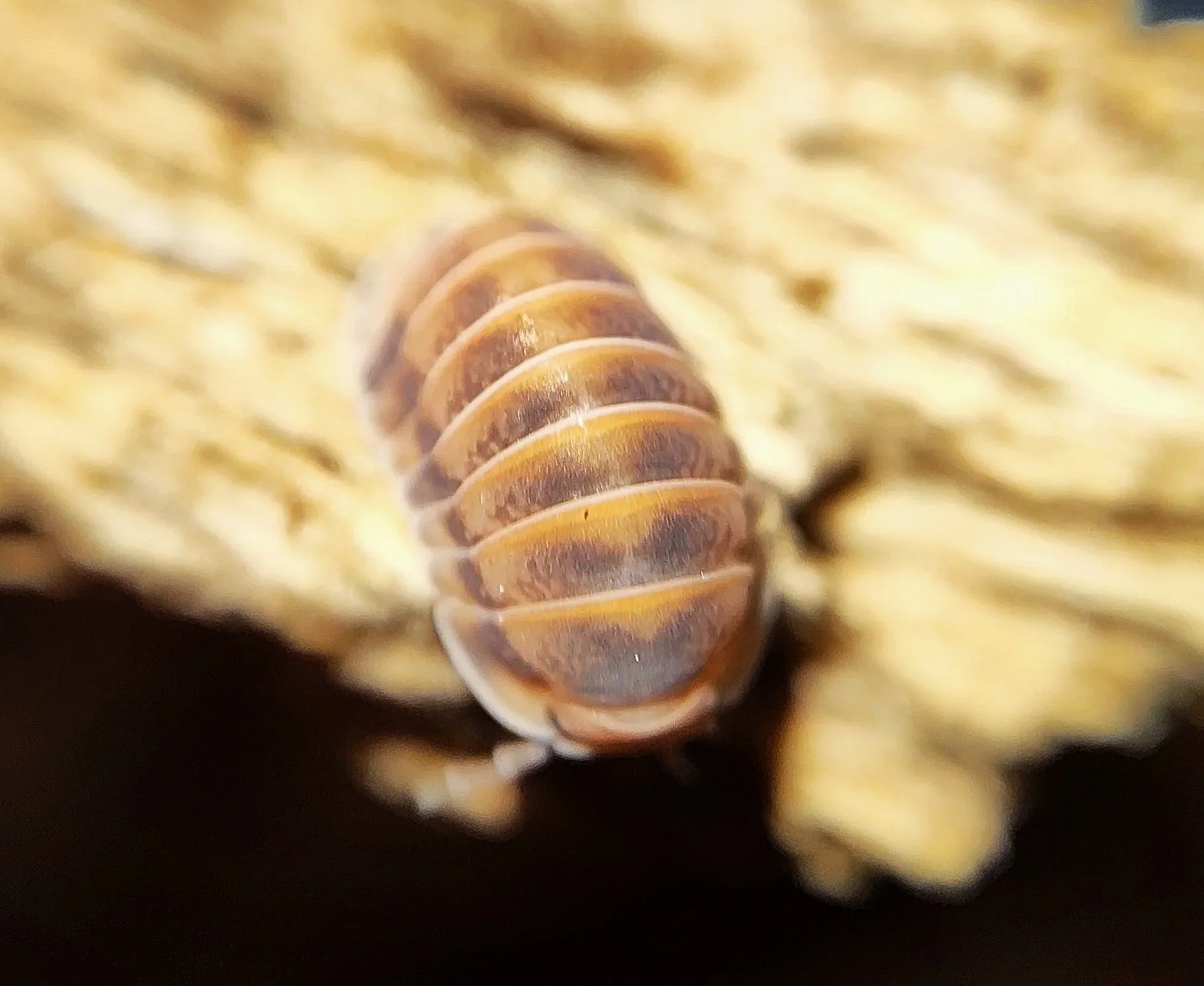 cubaris red pak chong isopods uk pak chong red isopods for sale