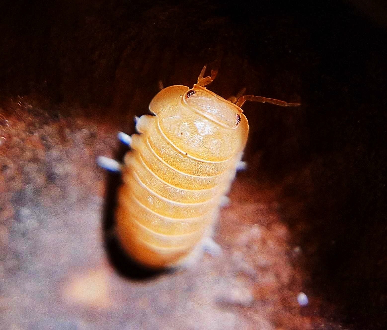 Cubaris Murina Mandarin isopod