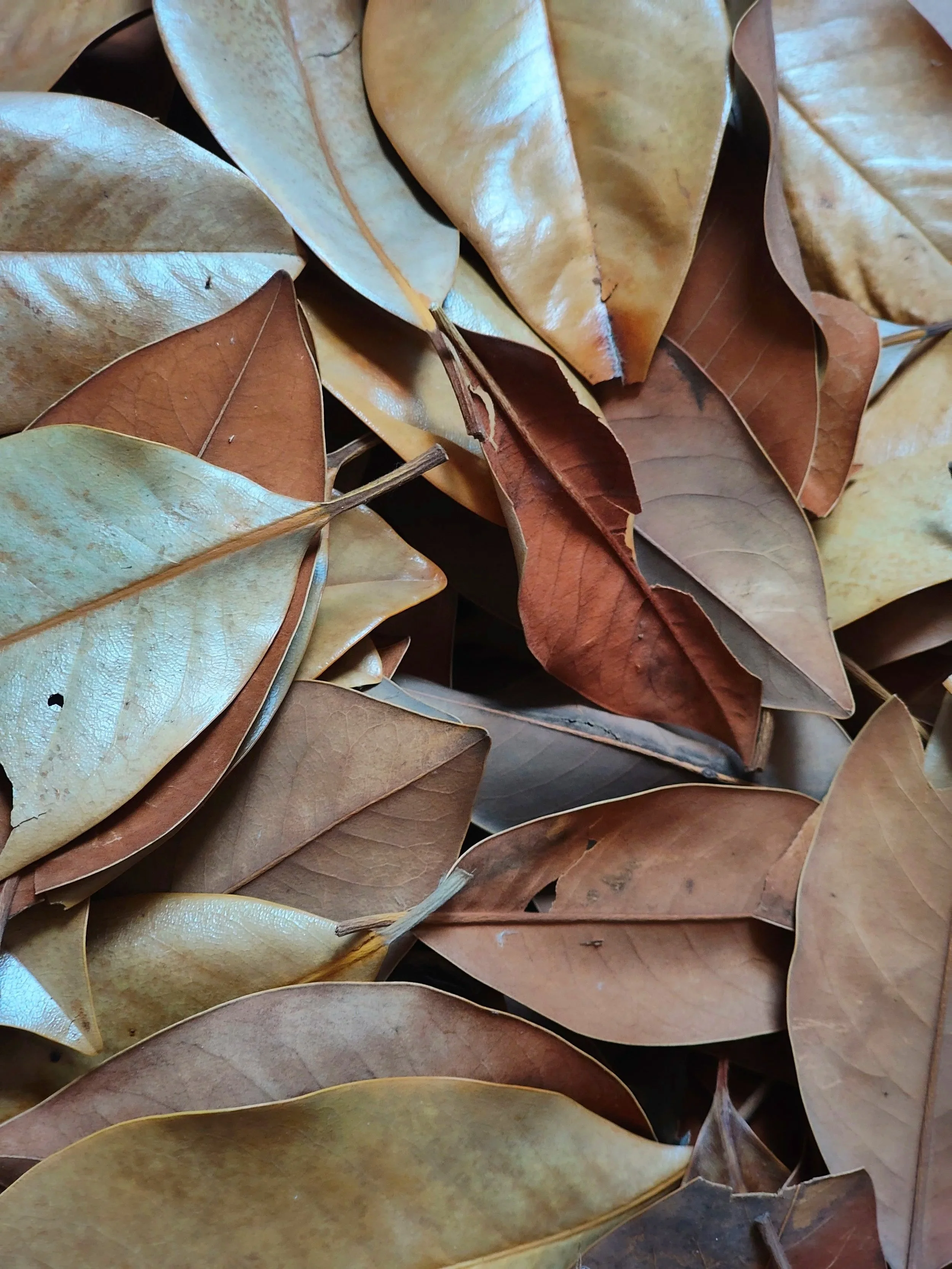 leaf litter for isopods magnolia leaves safe and natural isopod supplies uk