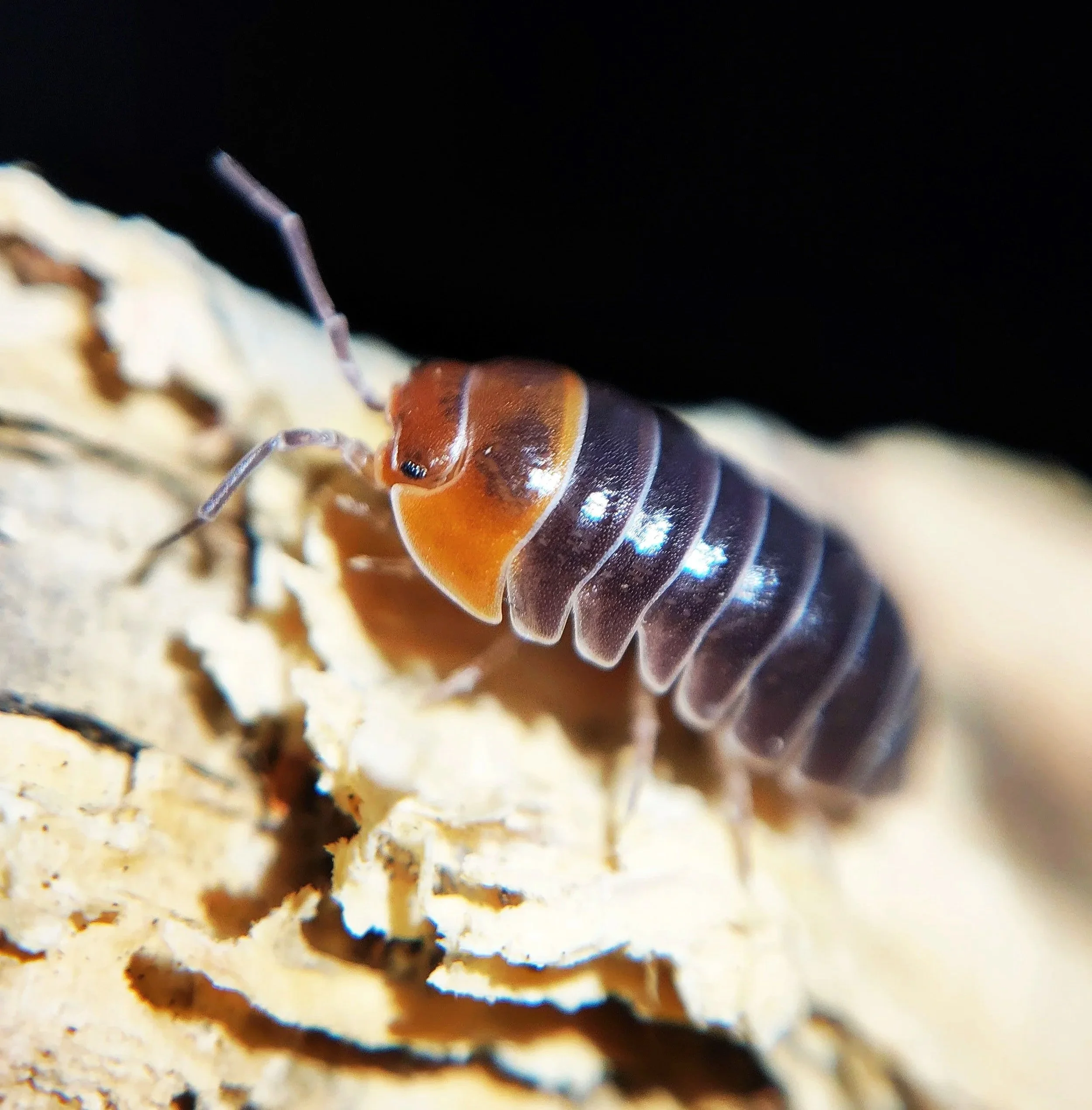 Armadillidium Flavoscutatum Redhead Isopod