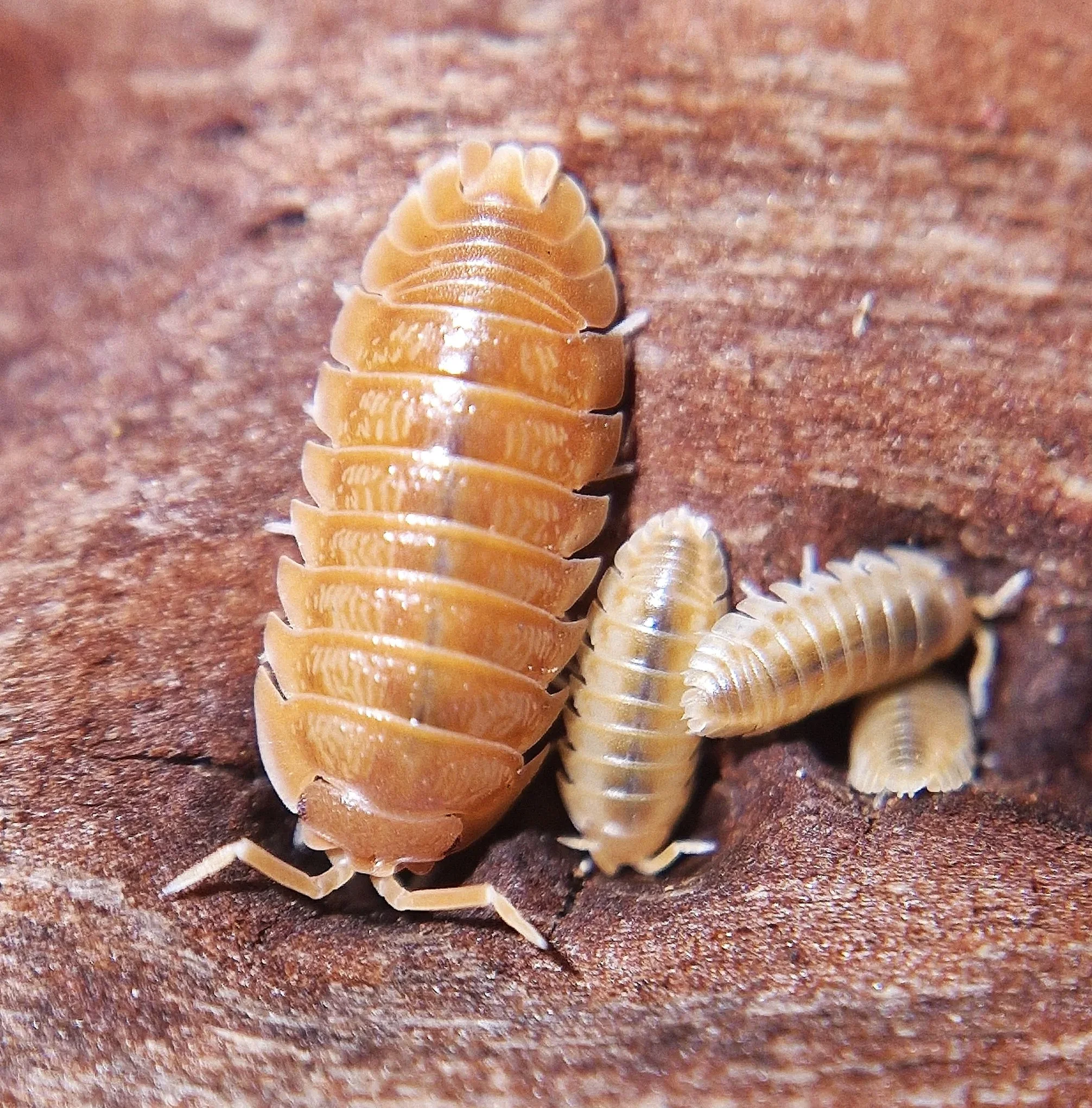 armadillidium nasatum orange isopods uk