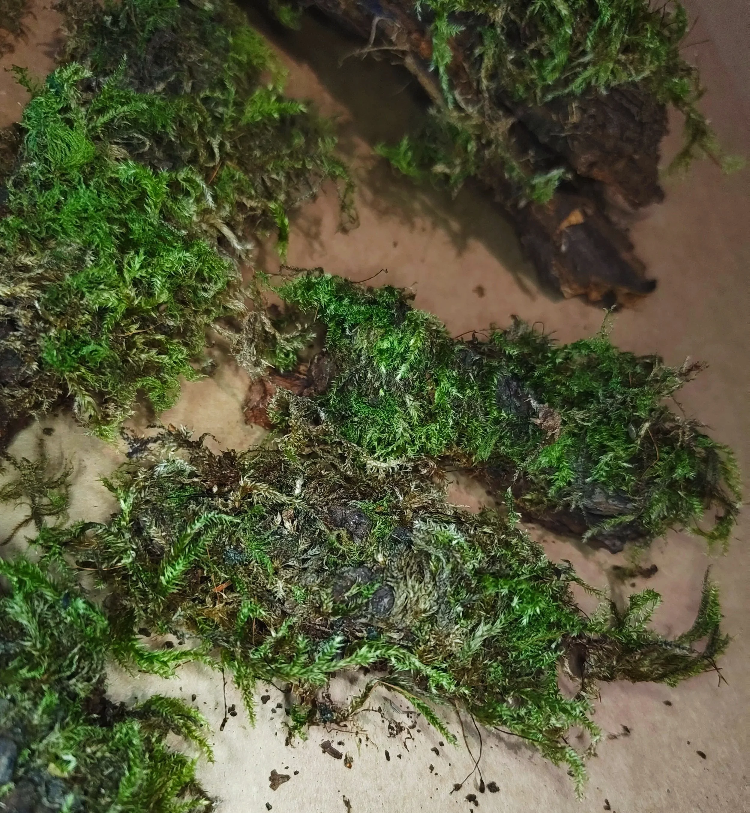 mossy bark for isopods