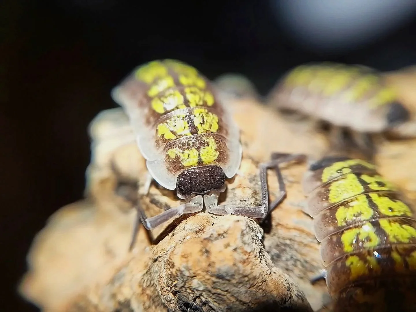 Porcellio Red Uropods/Orange Stick Isopod