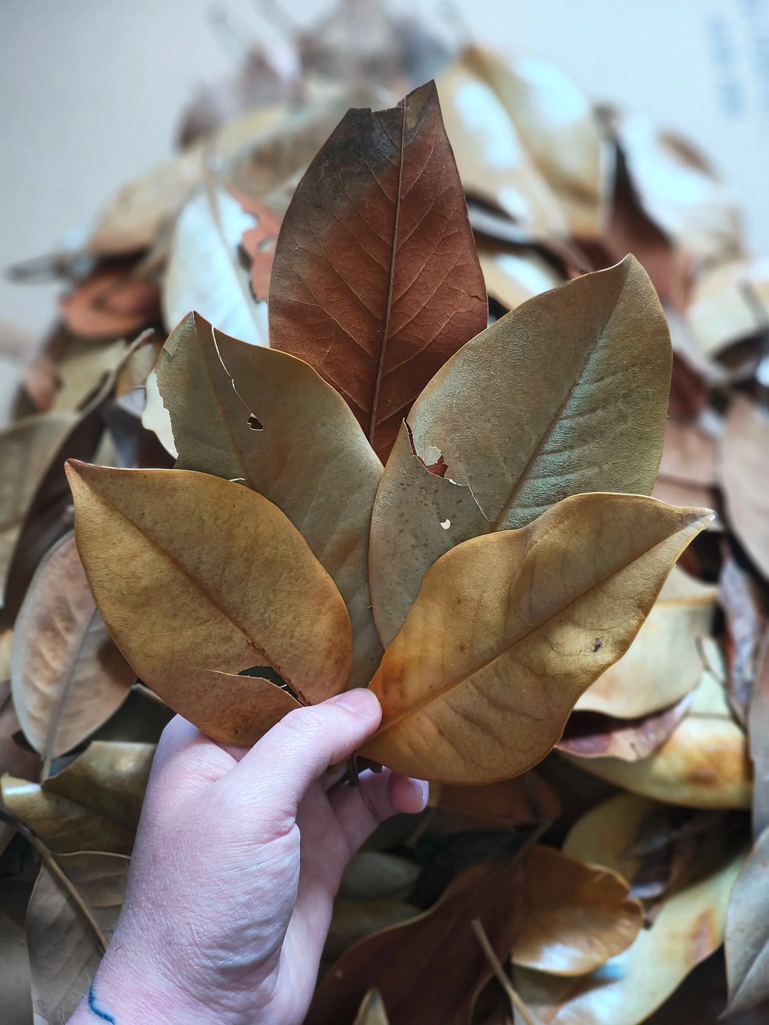 leaf litter for isopods magnolia leaves safe and natural isopod supplies uk