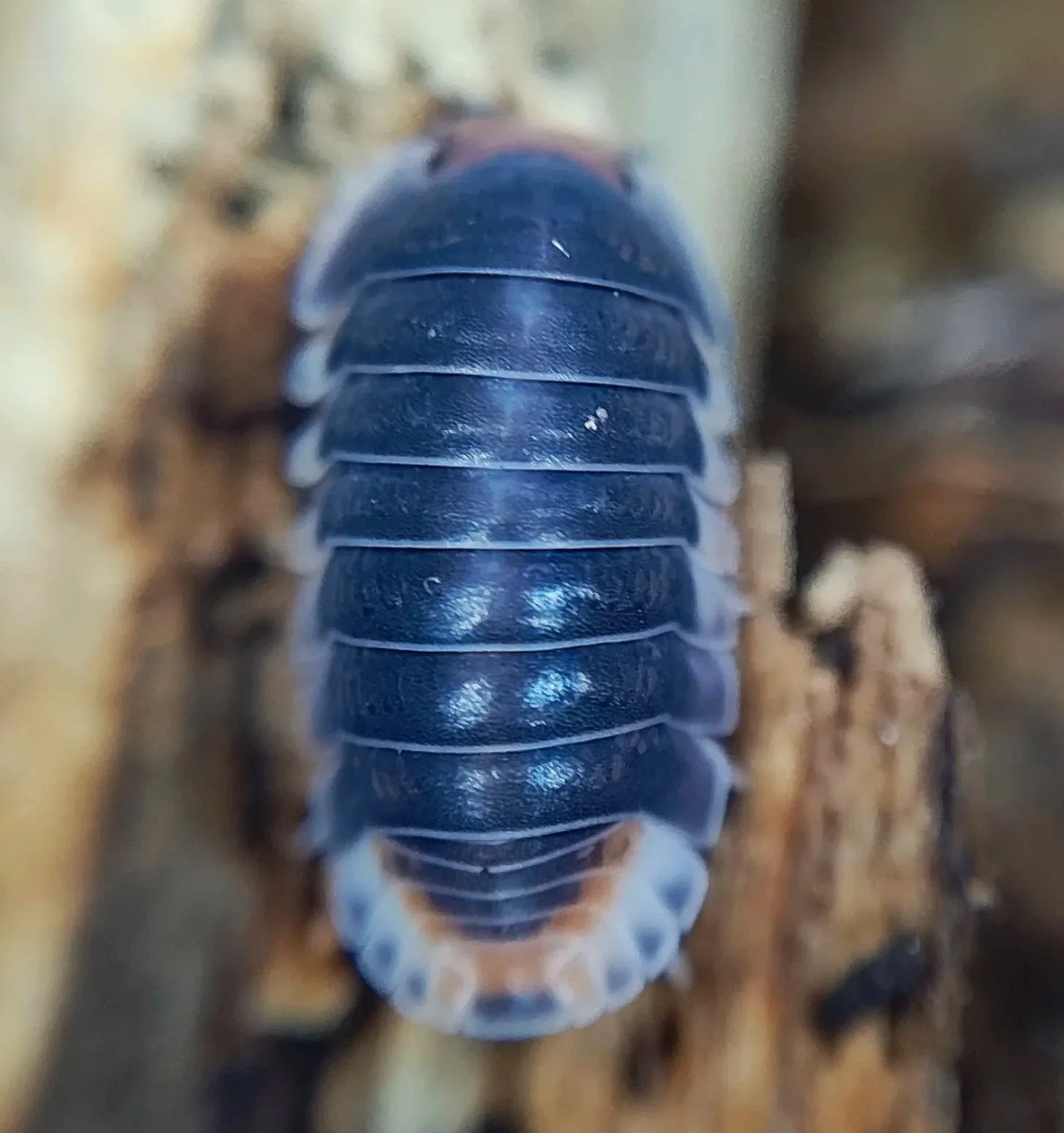 cubaris pak chong isopods for sale uk