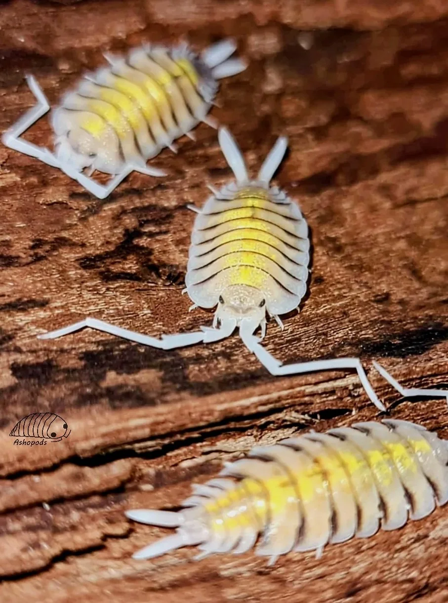 porcellio bolivari yellow ghost isopods for sale uk