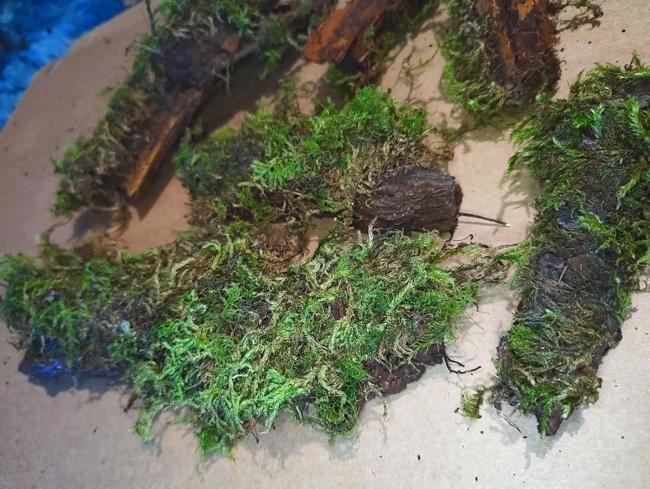 mossy bark for isopods