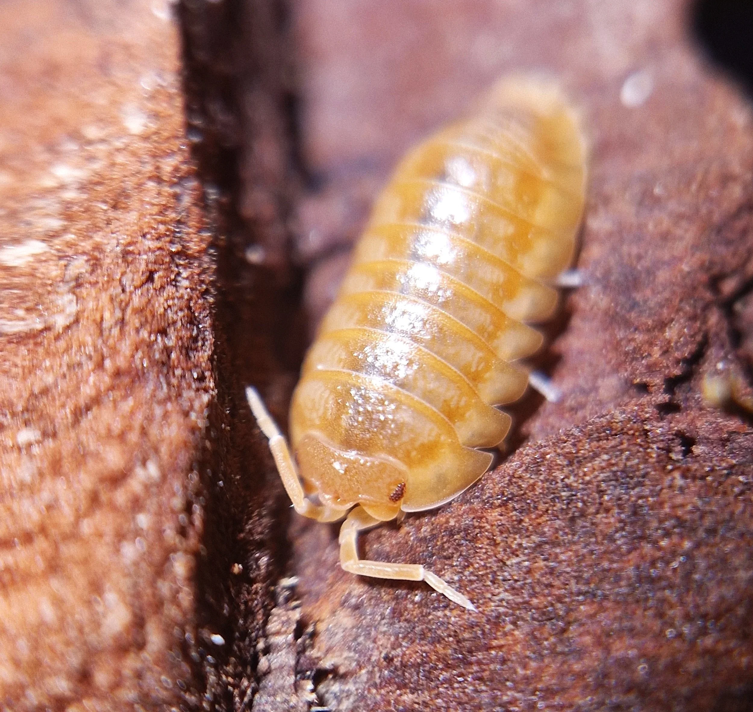 armadillidium nasatum orange isopods uk