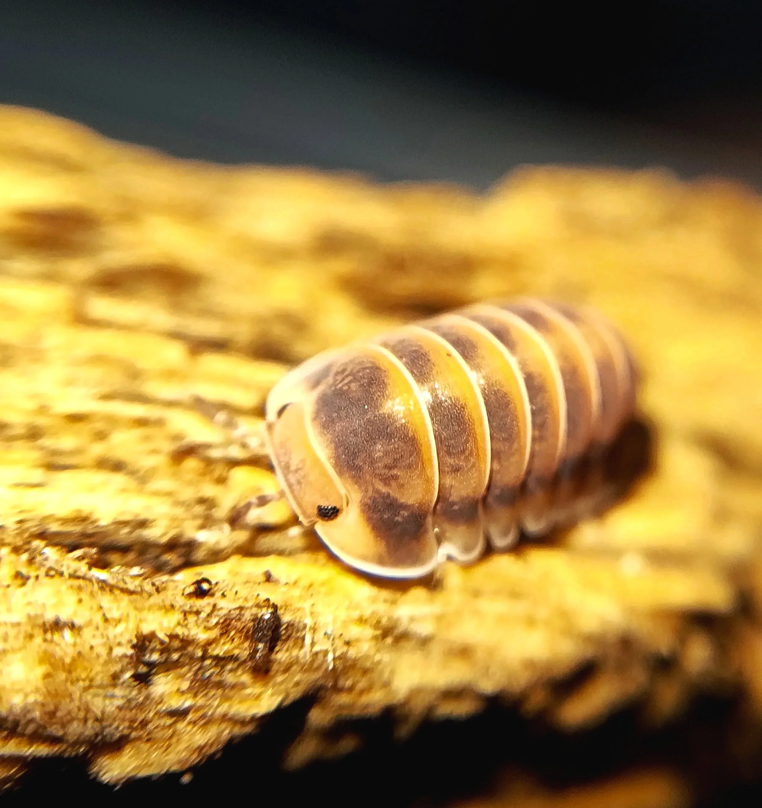 cubaris red pak chong isopods uk pak chong red isopods for sale