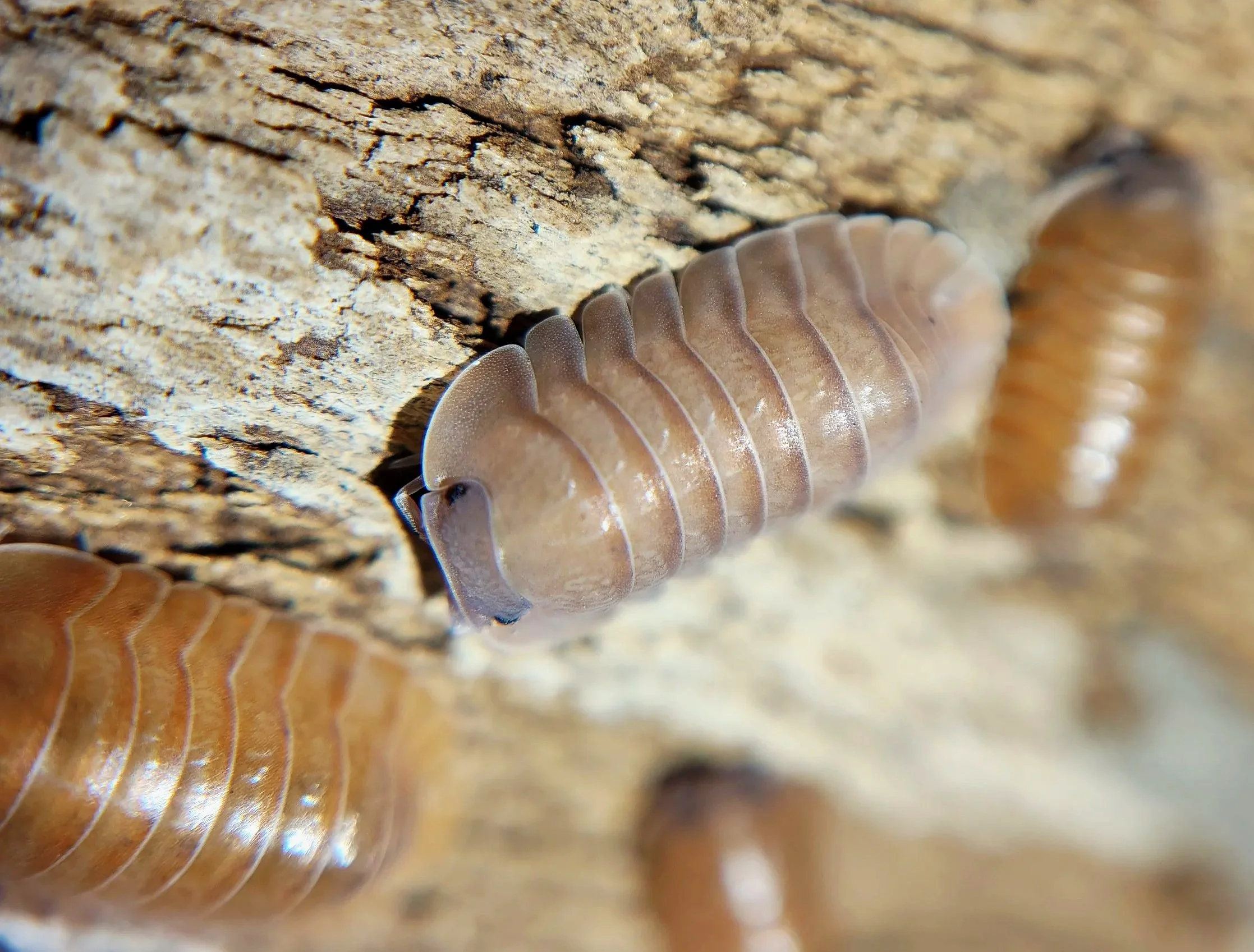Caribodillo Martinicensis Salmon Isopods for sale uk
