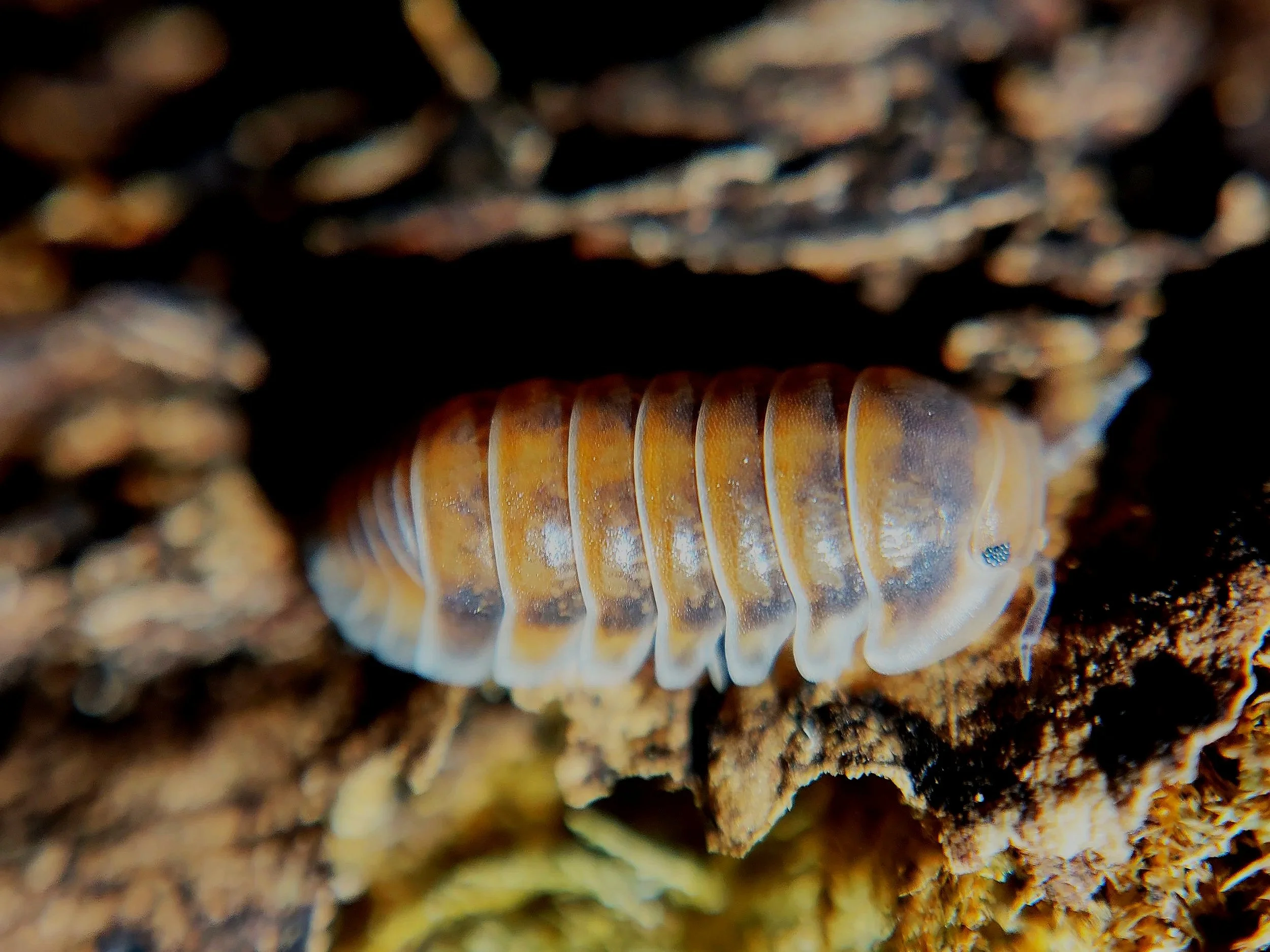 cubaris red pak chong isopods uk pak chong red isopods for sale