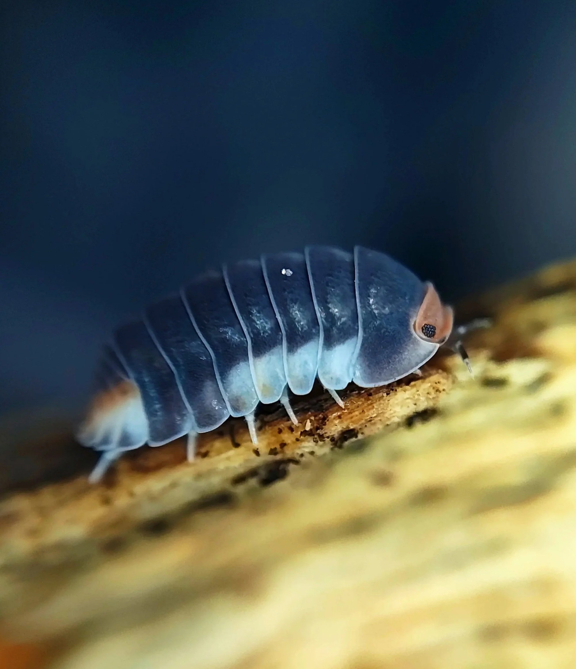 cubaris red pak chong isopods uk pak chong red isopods for sale
